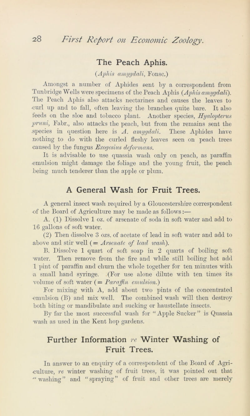 The Peach Aphis. {Aphis amygdali, Fonsc.) Amongst a number of Aphides sent by a correspondent from Tunbridge Wells were specimens of the Peach Aphis (Aphis amygdali). The Peach Aphis also attacks nectarines and causes the leaves to •curl up and to fall, often leaving the branches quite bare. It also feeds on the sloe and tobacco plant. Another species, Hyalopterus pruni, Fabr., also attacks the peach, but from the remains sent the .species in question here is A. amygdali. These Aphides have nothing to do with the curled fleshy leaves seen on peach trees caused by the fungus Exogesius deformans. It is advisable to use quassia wash only on peach, as paraffin •emulsion might damage the foliage and the young fruit, the peach being much tenderer than the apple or plum. A General Wash for Fruit Trees. A general insect wash required by a Gloucestershire correspondent •of the Board of Agriculture may be made as follows:— A. (1) Dissolve 1 oz. of arsenate of soda in soft water and add to 16 gallons of soft water. (2) Then dissolve 3 ozs. of acetate of lead in soft water and add to above and stir well (= Arsenate of lead wash). B. Dissolve 1 quart of soft soap in 2 quarts of boiling soft water. Then remove from the fire and while still boiling hot add 1 pint of paraffin and churn the whole together for ten minutes with a small hand syringe. (For use alone dilute with ten times its volume of soft water ( = Paraffin emulsion.) For mixing with A, add about two pints of the concentrated •emulsion (B) and mix well. The combined wash will then destroy both biting or mandibulate and sucking or haustellate insects. By far the most successful wash for “Apple Sucker” is Quassia wash as used in the Kent hop gardens. Further Information re Winter Washing of Fruit Trees. In answer to an enquiry of a correspondent of the Board of Agri- •culture, re winter washing of fruit trees, it was pointed out that “ washing ” and “ spraying ” of fruit and other trees are merely
