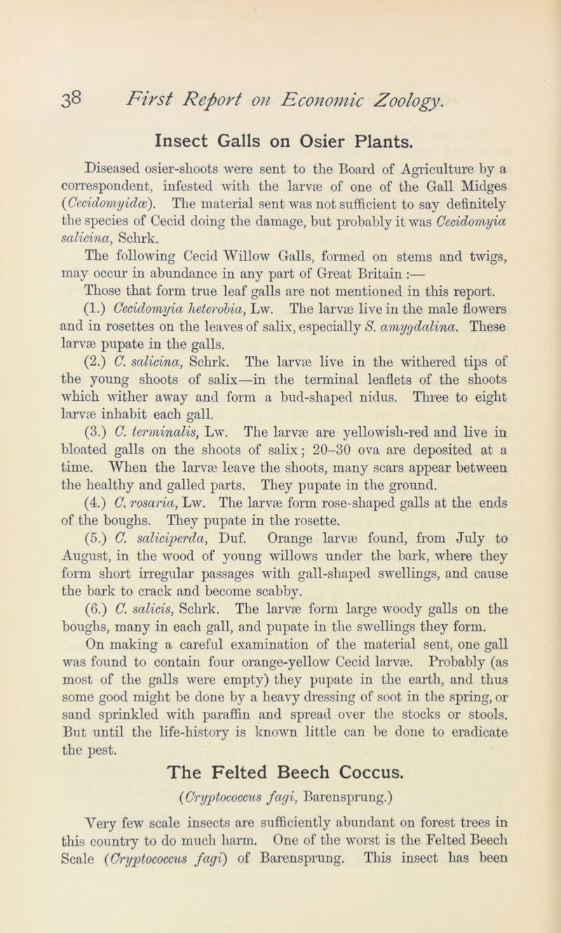 Insect Galls on Osier Plants. Diseased osier-shoots were sent to the Board of Agriculture by a correspondent, infested with the larvae of one of the Gall Midges (Cecidomyidce). The material sent was not sufficient to say definitely the species of Cecid doing the damage, but probably it was Cecidomyia salicina, Schrk. The following Cecid Willow Galls, formed on stems and twigs, may occur in abundance in any part of Great Britain :— Those that form true leaf galls are not mentioned in this report. (1.) Cecidomyia heterobia, Lw. The larvae live in the male flowers and in rosettes on the leaves of salix, especially S. amygdalina. These larvae pupate in the galls. (2.) C. salicina, Schrk. The larvae live in the withered tips of the young shoots of salix—in the terminal leaflets of the shoots which wither away and form a bud-shaped nidus. Three to eight larvae inhabit each gall. (3.) C. terminalis, Lw. The larvae are yellowisli-red and live in bloated galls on the shoots of salix; 20-30 ova are deposited at a time. When the larvae leave the shoots, many scars appear between the healthy and galled parts. They pupate in the ground. (4.) C. rosciria, Lw. The larvae form rose-shaped galls at the ends of the boughs. They pupate in the rosette. (5.) C. saliciperda, Duf. Orange larvae found, from July to August, in the wood of young willows under the bark, where they form short irregular passages with gall-shaped swellings, and cause the bark to crack and become scabby. (6.) C. salicis, Schrk. The larvae form large woody galls on the boughs, many in each gall, and pupate in the swellings they form. On making a careful examination of the material sent, one gall was found to contain four orange-yellow Cecid larvae. Probably (as most of the galls were empty) they pupate in the earth, and thus some good might be done by a heavy dressing of soot in the spring, or sand sprinkled with paraffin and spread over the stocks or stools. But until the life-history is known little can be done to eradicate the pest. The Felted Beech Coccus. (Cryptococcus fagi, Barensprung.) Very few scale insects are sufficiently abundant on forest trees in this country to do much harm. One of the worst is the Felted Beech Scale (Cryptococcus fagi) of Barensprung. This insect has been