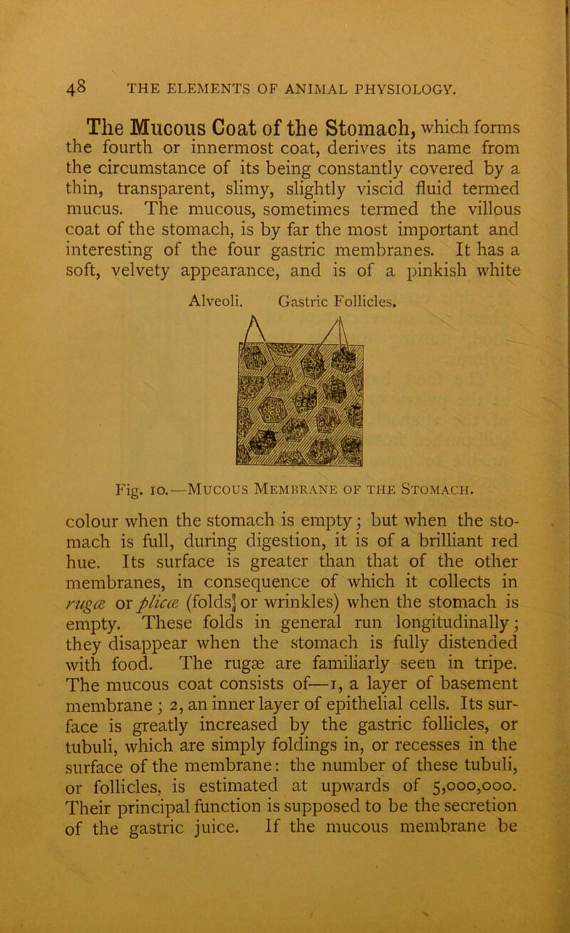 The Mucous Coat of the Stomach, which forms the fourth or innermost coat, derives its name from the circumstance of its being constantly covered by a thin, transparent, slimy, slightly viscid fluid termed mucus. The mucous, sometimes termed the villous coat of the stomach, is by far the most important and interesting of the four gastric membranes. It has a soft, velvety appearance, and is of a pinkish white Alveoli. Gastric Follicles. Fig. io.—Mucous Membrane of the Stomach. colour when the stomach is empty; but when the sto- mach is full, during digestion, it is of a brilliant red hue. Its surface is greater than that of the other membranes, in consequence of which it collects in ruga or plica, (folds] or wrinkles) when the stomach is empty. These folds in general run longitudinally; they disappear when the stomach is fully distended with food. The rugse are familiarly seen in tripe. The mucous coat consists of—i, a layer of basement membrane ; 2, an inner layer of epithelial cells. Its sur- face is greatly increased by the gastric follicles, or tubuli, which are simply foldings in, or recesses in the surface of the membrane: the number of these tubuli, or follicles, is estimated at upwards of 5,000,000. Their principal function is supposed to be the secretion of the gastric juice. If the mucous membrane be