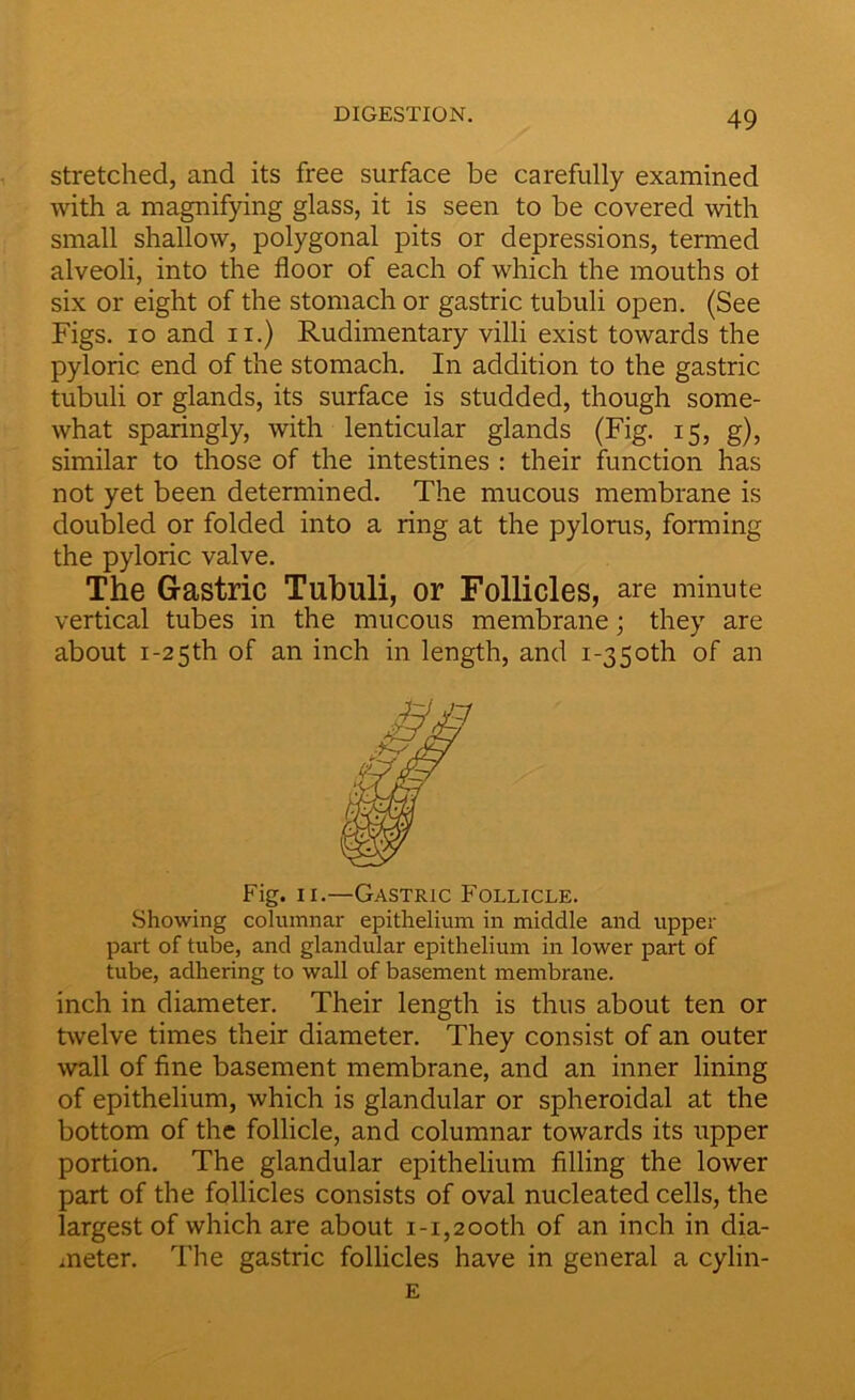 stretched, and its free surface be carefully examined with a magnifying glass, it is seen to be covered with small shallow, polygonal pits or depressions, termed alveoli, into the floor of each of which the mouths ot six or eight of the stomach or gastric tubuli open. (See Figs, io and n.) Rudimentary villi exist towards the pyloric end of the stomach. In addition to the gastric tubuli or glands, its surface is studded, though some- what sparingly, with lenticular glands (Fig. 15, g), similar to those of the intestines : their function has not yet been determined. The mucous membrane is doubled or folded into a ring at the pylorus, forming the pyloric valve. The Gastric Tubuli, or Follicles, are minute vertical tubes in the mucous membrane; they are about i-25th of an inch in length, and 1-350th of an Fig. 11.—Gastric Follicle. Showing columnar epithelium in middle and upper part of tube, and glandular epithelium in lower part of tube, adhering to wall of basement membrane. inch in diameter. Their length is thus about ten or twelve times their diameter. They consist of an outer wall of fine basement membrane, and an inner lining of epithelium, which is glandular or spheroidal at the bottom of the follicle, and columnar towards its upper portion. The glandular epithelium filling the lower part of the follicles consists of oval nucleated cells, the largest of which are about 1-1,200th of an inch in dia- meter. The gastric follicles have in general a cylin- E