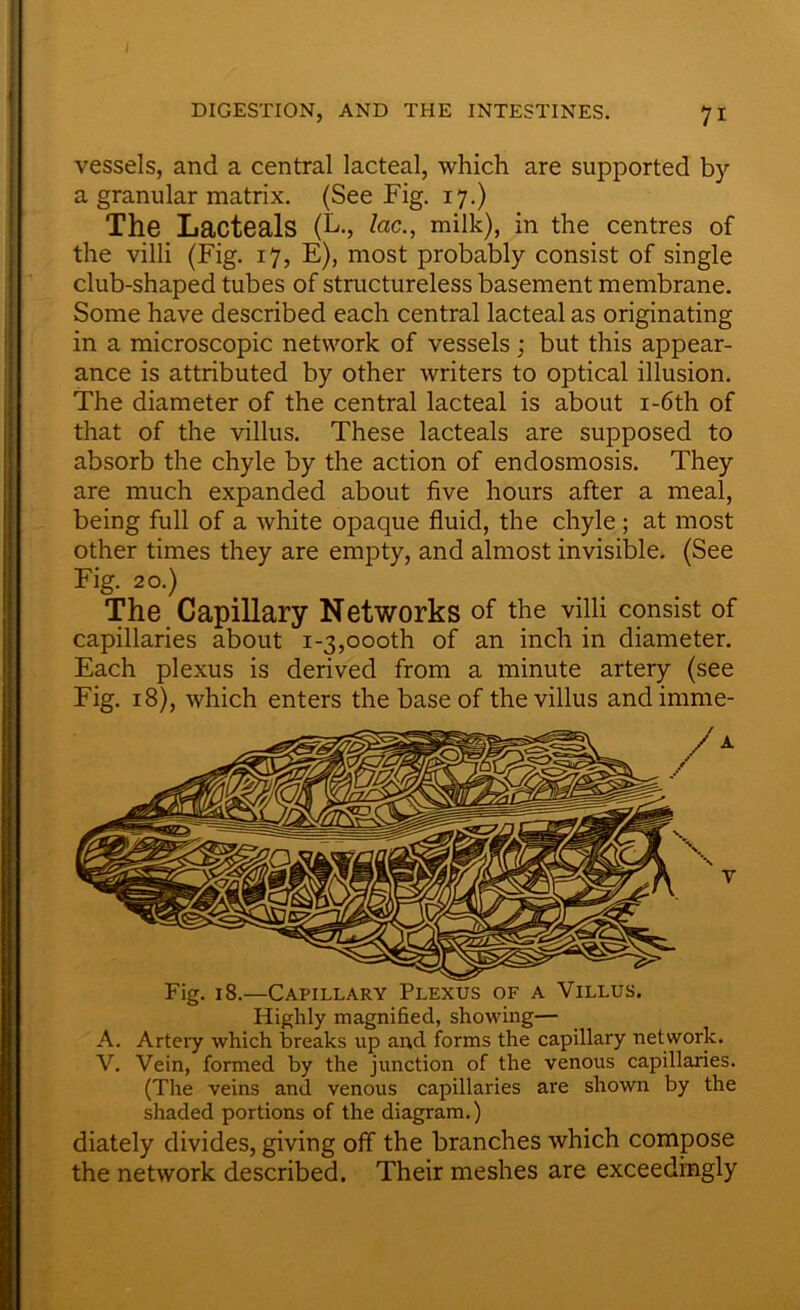 vessels, and a central lacteal, which are supported by a granular matrix. (See Fig. 17.) The Lacteals (L., lac., milk), in the centres of the villi (Fig. 17, E), most probably consist of single club-shaped tubes of structureless basement membrane. Some have described each central lacteal as originating in a microscopic network of vessels; but this appear- ance is attributed by other writers to optical illusion. The diameter of the central lacteal is about i-6th of that of the villus. These lacteals are supposed to absorb the chyle by the action of endosmosis. They are much expanded about five hours after a meal, being full of a white opaque fluid, the chyle; at most other times they are empty, and almost invisible. (See Fig. 20.) The Capillary Networks of the villi consist of capillaries about 1-3,oooth of an inch in diameter. Each plexus is derived from a minute artery (see Fig. 18), which enters the base of the villus andimme- Highly magnified, showing— A. Artery which breaks up and forms the capillary network. V. Vein, formed by the junction of the venous capillaries. (The veins and venous capillaries are shown by the shaded portions of the diagram.) diately divides, giving off the branches which compose the network described. Their meshes are exceedingly