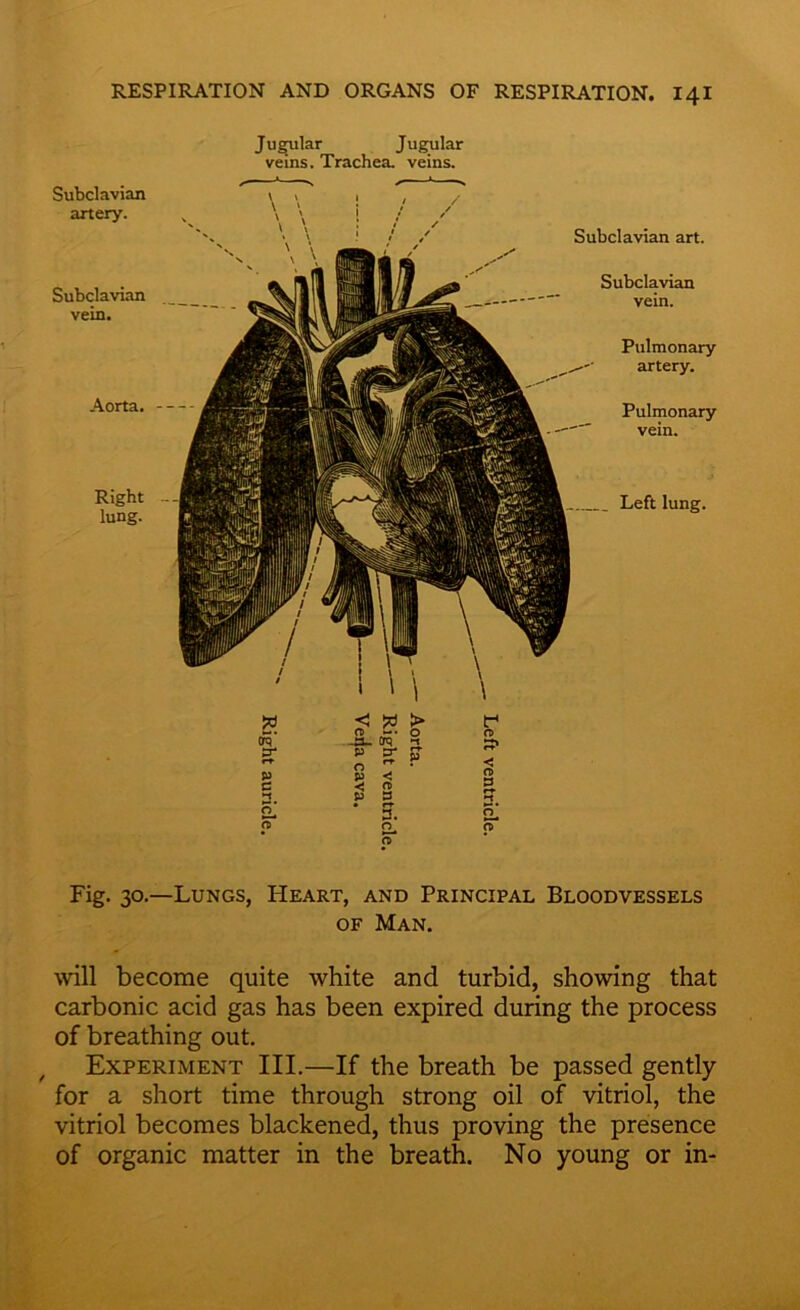 Subclavian artery. Subclavian vein. Aorta. Right lung. Jugular Jugular veins. Trachea, veins. Left lung. Subclavian art. Subclavian vein. Pulmonary artery. Pulmonary vein. w tr p c •< V > fD »-• • O -a- crq ^ P 5* J O P n> a c* n. o_ rT tr* n> 0 a o] Fig. 30.—Lungs, Heart, and Principal Bloodvessels of Man. will become quite white and turbid, showing that carbonic acid gas has been expired during the process of breathing out. , Experiment III.—If the breath be passed gently for a short time through strong oil of vitriol, the vitriol becomes blackened, thus proving the presence of organic matter in the breath. No young or in-