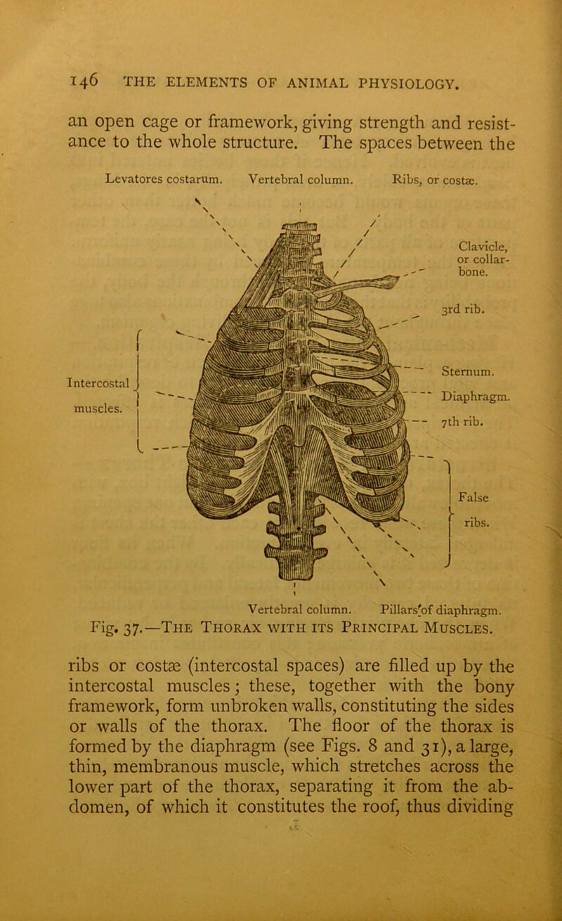 an open cage or framework, giving strength and resist- ance to the whole structure. The spaces between the Levatores costarum. Vertebral column. Ribs, or costa:. r Intercostal muscles. Clavicle, or collar- bone. 3rd rib. Sternum. Diaphragm. 7th rib. False ribs. Vertebral column. Pillars'of diaphragm. Fig* 37-—The Thorax with its Principal Muscles. ribs or costae (intercostal spaces) are filled up by the intercostal muscles; these, together with the bony framework, form unbroken walls, constituting the sides or walls of the thorax. The floor of the thorax is formed by the diaphragm (see Figs. 8 and 31), a large, thin, membranous muscle, which stretches across the lower part of the thorax, separating it from the ab- domen, of which it constitutes the roof, thus dividing