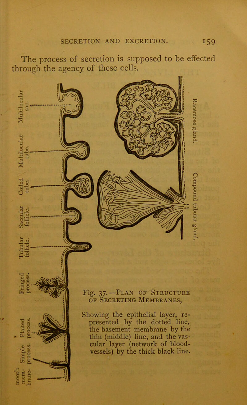 The process of secretion is supposed to be effected through the agency of these cells. O 3 rj 33 33 r=,P v bO .a 'u &*< Fig. 37.—Plan of Structure of Secreting Membranes, Showing the epithelial layer, re- presented by the dotted line, the basement membrane by the thin (middle) line, and the vas- cular layer (network of blood- vessels) by the thick black line. TJ W3 S) '/) Z> V 3 °. S. Racemose gland. Compound tubular gland.