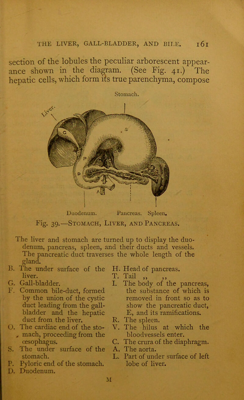 section of the lobules the peculiar arborescent appear- ance shown in the diagram. (See Fig. 41.) The hepatic cells, which form its true parenchyma, compose Stomach. Duodenum. Pancreas. Spleen. 39-—Stomach, Liver, and Pancreas. The liver and stomach are turned up to display the duo- denum, pancreas, spleen, and their ducts and vessels. The pancreatic duct traverses the whole length of the gland. B. The under surface of the liver. G. Gall-bladder. F. Common bile-duct, formed by the union of the cystic duct leading from the gall- bladder and the hepatic duct from the liver. O. The cardiac end of the sto- , mach, proceeding from the oesophagus. S. The under surface of the stomach. P. Pyloric end of the stomach. D. Duodenum. H. Head of pancreas. T. Tail ,, I. The body of the pancreas, the substance of which is removed in front so as to show the pancreatic duct, E, and its ramifications. R. The spleen. V. The hilus at which the bloodvessels enter. C. The crura of the diaphragm. A. The aorta. L. Part of under surface of left lobe of liver. M