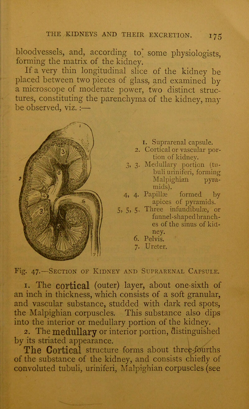 bloodvessels, and, according to some physiologists, forming the matrix of the kidney. If a very thin longitudinal slice of the kidney be placed between two pieces of glass, and examined by a microscope of moderate power, two distinct struc- tures, constituting the parenchyma of the kidney, may 1. Suprarenal capsule. 2. Cortical or vascular por- tion of kidney. 3, 3. Medullary portion (tu- buli uriniferi, forming Malpighian pyra- mids). 4, 4. Papillae formed by apices of pyramids. 5, 5, 5. Three infundibulae, or funnel-shaped branch- es of the sinus of kid- ney. 6. Pelvis. 7. U reter. Fig. 47.—Section of Kidney and Suprarenal Capsule. 1. The cortical (outer) layer, about one-sixth of an inch in thickness, which consists of a soft granular, and vascular substance, studded with dark red spots, the Malpighian corpuscles. This substance also dips into the interior or medullary portion of the kidney. 2. The medullary or interior portion, distinguished by its striated appearance. The Cortical structure forms about three-jburths of the substance of the kidney, and consists chiefly of convoluted tubuli, uriniferi, Malpighian corpuscles (see