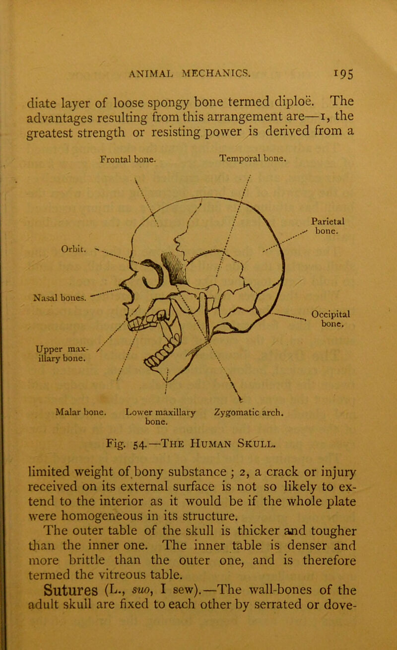 diate layer of loose spongy bone termed diploe. The advantages resulting from this arrangement are—1, the greatest strength or resisting power is derived from a Frontal bone. Temporal bone. Fig- 54-—The Human Skull. Orbit. Nasal bones. Upper max- illary bone. Malar bone. Lower maxillary Zygomatic arch, bone. Parietal bone. Occipital bone. limited weight of bony substance ; 2, a crack or injury received on its external surface is not so likely to ex- tend to the interior as it would be if the whole plate were homogeneous in its structure. The outer table of the skull is thicker and tougher than the inner one. The inner table is denser and more brittle than the outer one, and is therefore termed the vitreous table. Sutures (L., smo, I sew).—The wall-bones of the adult skull are fixed to each other by serrated or dove-