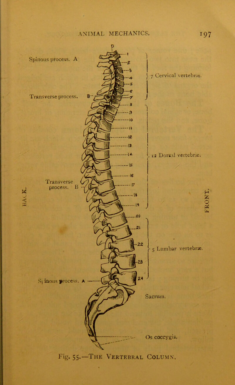 RAa.K. Spinous process. A Transverse process. Transverse process. B S) inous process. } 7 Cervical vertebra;. 1 t 12 Dorsal vertebra;. - 5 Lumbar vertebra:. Sacrum. Os coccygis. Fig. 55.—The Vertebral Column. FRONT.