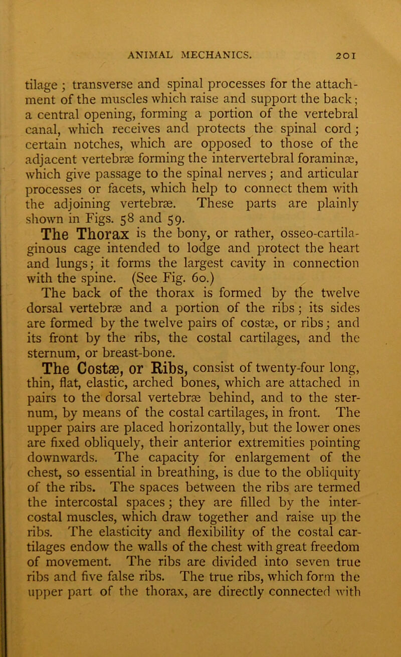 tilage ; transverse and spinal processes for the attach- ment of the muscles which raise and support the back; a central opening, forming a portion of the vertebral canal, which receives and protects the spinal cord; certain notches, which are opposed to those of the adjacent vertebrae forming the intervertebral foraminae, which give passage to the spinal nerves; and articular processes or facets, which help to connect them with the adjoining vertebrae. These parts are plainly shown in Figs. 58 and 59. The Thorax is the bony, or rather, osseo-cartila- ginous cage intended to lodge and protect the heart and lungs; it forms the largest cavity in connection with the spine. (See Fig. 60.) The back of the thorax is formed by the twelve dorsal vertebrae and a portion of the ribs; its sides are formed by the twelve pairs of costae, or ribs; and its front by the ribs, the costal cartilages, and the sternum, or breast-bone. The Costae, or Ribs, consist of twenty-four long, thin, flat, elastic, arched bones, which are attached in pairs to the dorsal vertebrae behind, and to the ster- num, by means of the costal cartilages, in front. The upper pairs are placed horizontally, but the lower ones are fixed obliquely, their anterior extremities pointing downwards. The capacity for enlargement of the chest, so essential in breathing, is due to the obliquity of the ribs. The spaces between the ribs are termed the intercostal spaces; they are filled by the inter- costal muscles, which draw together and raise up the ribs. The elasticity and flexibility of the costal car- tilages endow the walls of the chest with great freedom of movement. The ribs are divided into seven true ribs and five false ribs. The true ribs, which form the upper part of the thorax, are directly connected with