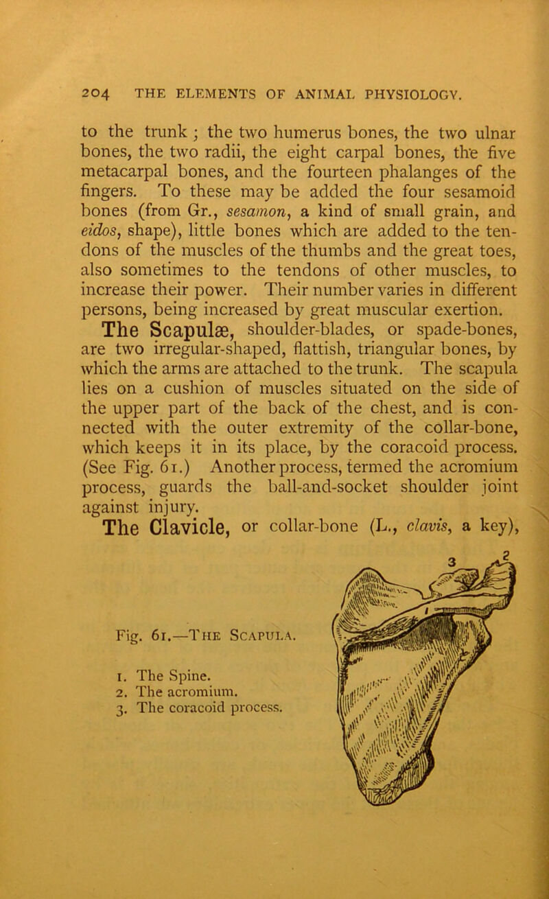 to the trunk ; the two humerus bones, the two ulnar bones, the two radii, the eight carpal bones, the five metacarpal bones, and the fourteen phalanges of the fingers. To these may be added the four sesamoid bones (from Gr., sesamon, a kind of small grain, and eidos, shape), little bones which are added to the ten- dons of the muscles of the thumbs and the great toes, also sometimes to the tendons of other muscles, to increase their power. Their number varies in different persons, being increased by great muscular exertion. The Scapulae, shoulder-blades, or spade-bones, are two irregular-shaped, flattish, triangular bones, by which the arms are attached to the trunk. The scapula lies on a cushion of muscles situated on the side of the upper part of the back of the chest, and is con- nected with the outer extremity of the collar-bone, which keeps it in its place, by the coracoid process. (See Fig. 6i.) Another process, termed the acromium process, guards the ball-and-socket shoulder joint against injury. The Clavicle, or collar-bone (L., clavis, a key), Fig. 61.—The Scapula. 1. The Spine. 2. The acromium. 3. The coracoid process.