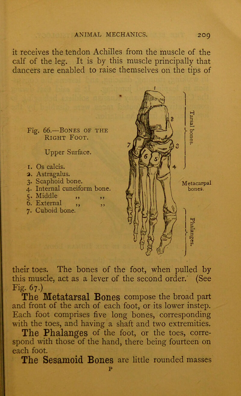 it receives the tendon Achilles from the muscle of the calf of the leg. It is by this muscle principally that dancers are enabled to raise themselves on the tips of Fig. 66.—Bones of the Right Foot. Upper Surface. I. Os calcis. а. Astragalus. 3. Scaphoid bone. 4. Internal cuneiform bone. 5* Middle ,, ,, б. External ,, „ 7. Cuboid bone. their toes. The bones of the foot, when pulled by this muscle, act as a lever of the second order.' (See Fig. 67.) The Metatarsal Bones compose the broad part and front of the arch of each foot, or its lower instep. Each foot comprises five long bones, corresponding with the toes, and having a shaft and two extremities. The Phalanges of the foot, or the toes, corre- spond with those of the hand, there being fourteen on each foot. The Sesamoid Bones are little rounded masses p