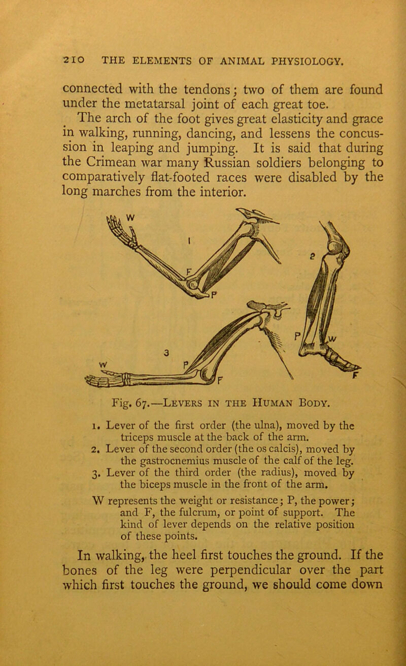 connected with the tendons; two of them are found under the metatarsal joint of each great toe. The arch of the foot gives great elasticity and grace in walking, running, dancing, and lessens the concus- sion in leaping and jumping. It is said that during the Crimean war many Russian soldiers belonging to comparatively flat-footed races were disabled by the long marches from the interior. Fig. 67.—Levers in the Human Body. 1. Lever of the first order (the ulna), moved by the triceps muscle at the back of the arm. 2. Lever of the second order (the os calcis), moved by the gastrocnemius muscle of the calf of the leg. 3. Lever of the third order (the radius), moved by the biceps muscle in the front of the arm. W represents the weight or resistance; P, the power; and F, the fulcrum, or point of support. The kind of lever depends on the relative position of these points. In walking, the heel first touches the ground. If the bones of the leg were perpendicular over the part which first touches the ground, we should come down