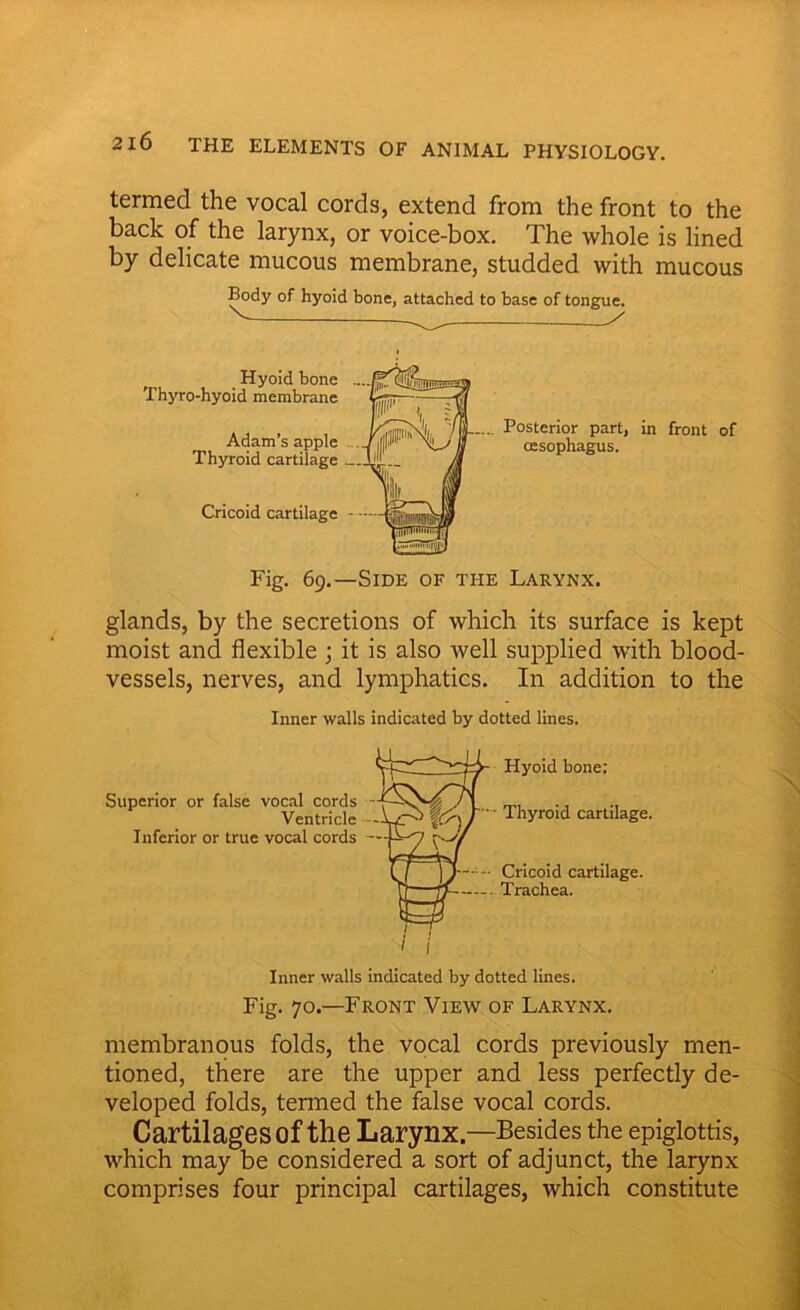 termed the vocal cords, extend from the front to the back of the larynx, or voice-box. The whole is lined by delicate mucous membrane, studded with mucous Body of hyoid bone, attached to base of tongue. V / Hyoid bone Thyro-hyoid membrane Adam’s apple Thyroid cartilage Cricoid cartilage - .... Posterior part, in front of oesophagus. Fig. 69.—Side of the Larynx. glands, by the secretions of which its surface is kept moist and flexible ; it is also well supplied with blood- vessels, nerves, and lymphatics. In addition to the Inner walls indicated by dotted lines. Superior or false vocal cords - Ventricle Inferior or true vocal cords — Hyoid bone: Thyroid cartilage. Cricoid cartilage. Trachea. Inner walls indicated by dotted lines. Fig. 70.—Front View of Larynx. membranous folds, the vocal cords previously men- tioned, there are the upper and less perfectly de- veloped folds, termed the false vocal cords. Cartilages of the Larynx.—Besides the epiglottis, which may be considered a sort of adjunct, the larynx comprises four principal cartilages, which constitute