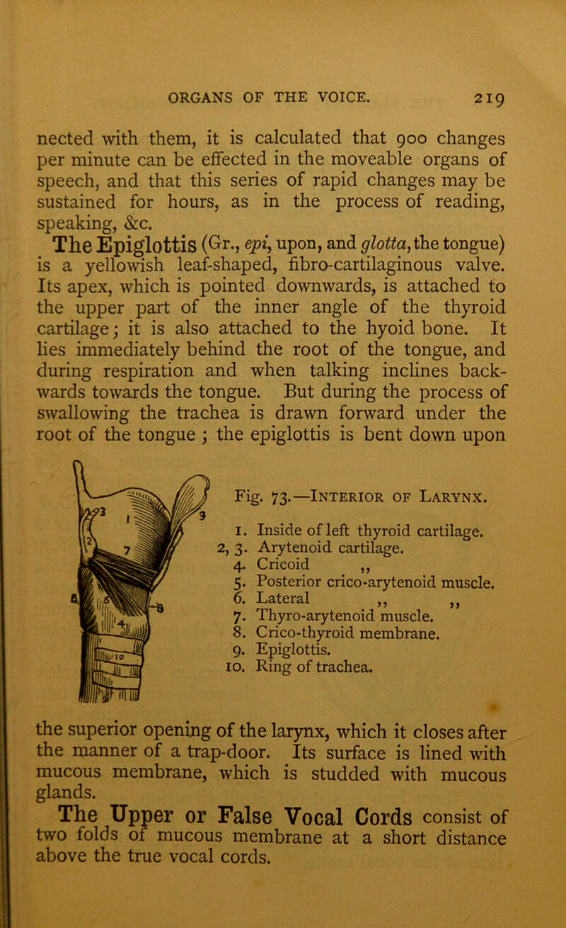 nected with them, it is calculated that 900 changes per minute can be effected in the moveable organs of speech, and that this series of rapid changes may be sustained for hours, as in the process of reading, speaking, &c. The Epiglottis (Gr., epi, upon, and glotta, the tongue) is a yellowish leaf-shaped, fibro-cartilaginous valve. Its apex, which is pointed downwards, is attached to the upper part of the inner angle of the thyroid cartilage; it is also attached to the hyoid bone. It lies immediately behind the root of the tongue, and during respiration and when talking inclines back- wards towards the tongue. But during the process of swallowing the trachea is drawn forward under the root of the tongue ; the epiglottis is bent down upon Fig- 73-—Interior of Larynx. 1. Inside of left thyroid cartilage. 2, 3. Arytenoid cartilage. 4. Cricoid ,, 5. Posterior crico-arytenoid muscle. 6. Lateral ,, ,, 7. Thyro-arytenoid muscle. 8. Crico-thyroid membrane. 9. Epiglottis. 10. Ring of trachea. the superior opening of the larynx, which it closes after the manner of a trap-door. Its surface is lined with mucous membrane, which is studded with mucous glands. The Upper or False Vocal Cords consist of two folds of mucous membrane at a short distance above the true vocal cords.