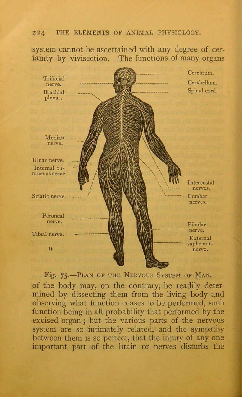 system cannot be ascertained with any degree of cer- tainty by vivisection. The functions of many organs Trifacial nerve. Brachial plexus. Median nerve. Ulnar nerve. Internal cu- taneous nerve. Sciatic nerve. Peroneal nerve. Tibial nerve. II Cerebrum. Cerebellum. Spinal cord. Intercostal nerves. Lumbar nerves. Fibular nerve. External saphenous nerve. Fig- 75-—Plan of the Nervous System of Man. of the body may, on the contrary, be readily deter- mined by dissecting them from the living body and observing what function ceases to be performed, such function being in all probability that performed by the excised organ; but the various parts of the nervous system are so intimately related, and the sympathy between them is so perfect, that the injury of any one important part of the brain or nerves disturbs the