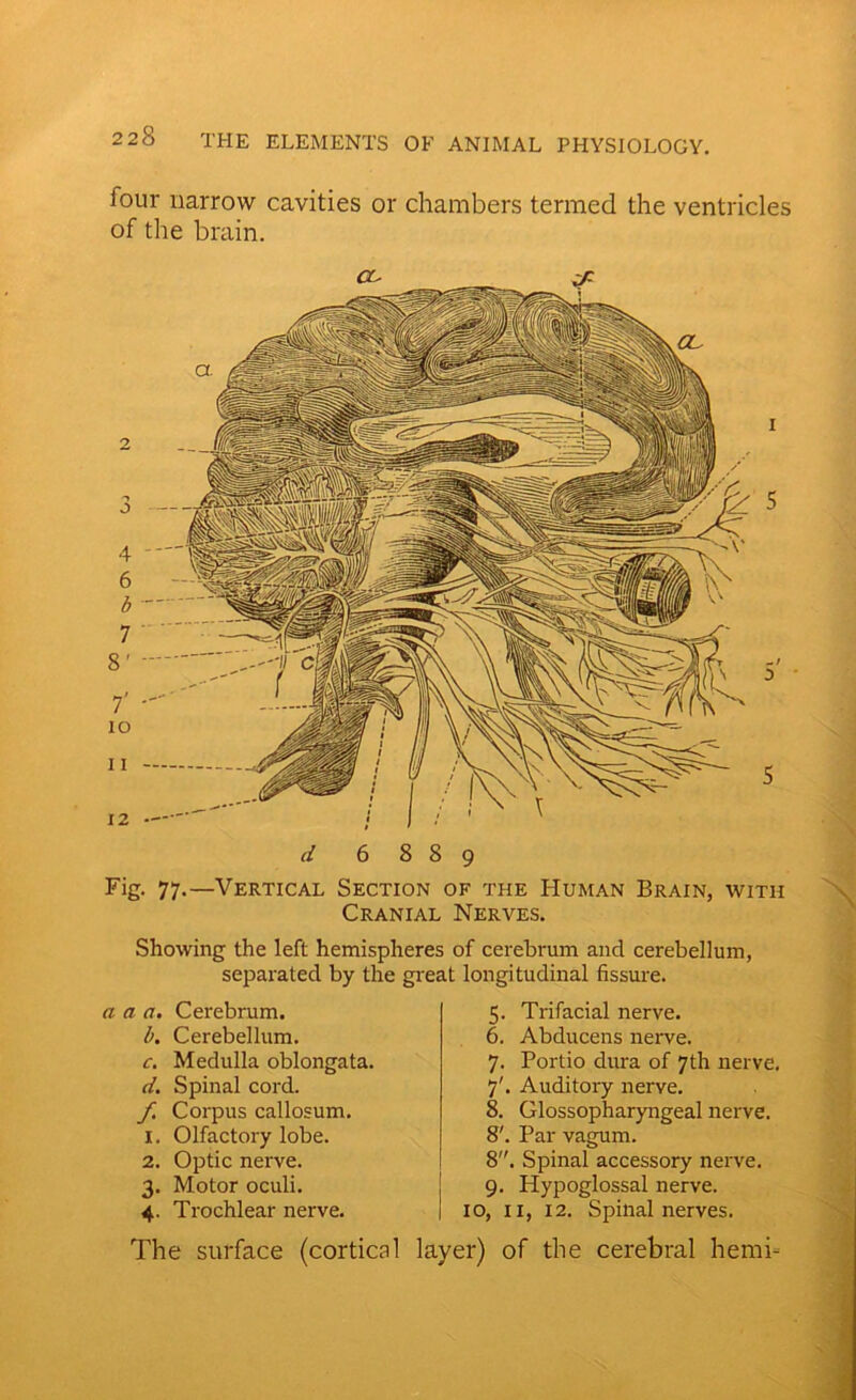 lour narrow cavities or chambers termed the ventricles of the brain. d 6889 Fig- 77-—Vertical Section of the Human Brain, with Cranial Nerves. Showing the left hemispheres of cerebrum and cerebellum, separated by the great longitudinal fissure. a a a. Cerebrum. b. Cerebellum. c. Medulla oblongata. d. Spinal cord. f. Corpus callosum. 1. Olfactory lobe. 2. Optic nerve. 3. Motor oculi. 4. Trochlear nerve. 5. Trifacial nerve. 6. Abducens nerve. 7. Portio dura of 7th nerve. 7'. Auditory nerve. 8. Glossopharyngeal nerve. 8'. Par vagum. 8. Spinal accessory nerve. 9. Hypoglossal nerve. 10, 11, 12. Spinal nerves. The surface (cortical layer) of the cerebral hemi-