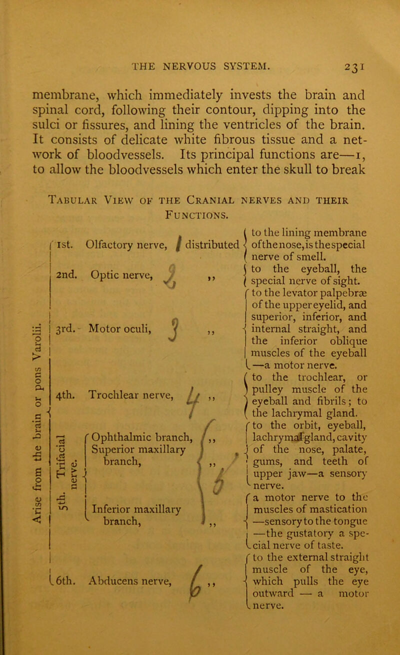 membrane, which immediately invests the brain and spinal cord, following their contour, dipping into the sulci or fissures, and lining the ventricles of the brain. It consists of delicate white fibrous tissue and a net- work of bloodvessels. Its principal functions are—1, to allow the bloodvessels which enter the skull to break Tabular View of the Cranial nerves and their Functions. O c3 > p o Pi u o .5 <D J=i B o CJ m 1st. Olfactory nerve, / distributed 2nd. Optic nerve, ^ ,, 3rd. Motor oculi, j ,, 4th. Trochlear nerve o ' Ophthalmic branch, Superior maxillary branch, •r- 4, H £ V D 1 c Inferior maxillary ^ branch, 16th. Abducens nerve, (- l to the lining membrane < ofthenose,isthespecial ( nerve of smell, j to the eyeball, the l special nerve of sight. ' to the levator palpebrae of the upper eyelid, and superior, inferior, and -j internal straight, and I the inferior oblique | muscles of the eyeball l —a motor nerve. ( to the trochlear, or ) pulley muscle of the ) eyeball and fibrils; to ( the lachrymal gland. f to the orbit, eyeball, ] lachrymalgland, cavity j of the nose, palate, • gums, and teeth of ! upper jaw—a sensory ^ nerve. f a motor nerve to the I muscles of mastication j —sensory to the tongue 1 —the gustatory a spc- Icial nerve of taste. ' to the external straight muscle of the eye, - which pulls the eye outward — a motor .nerve.