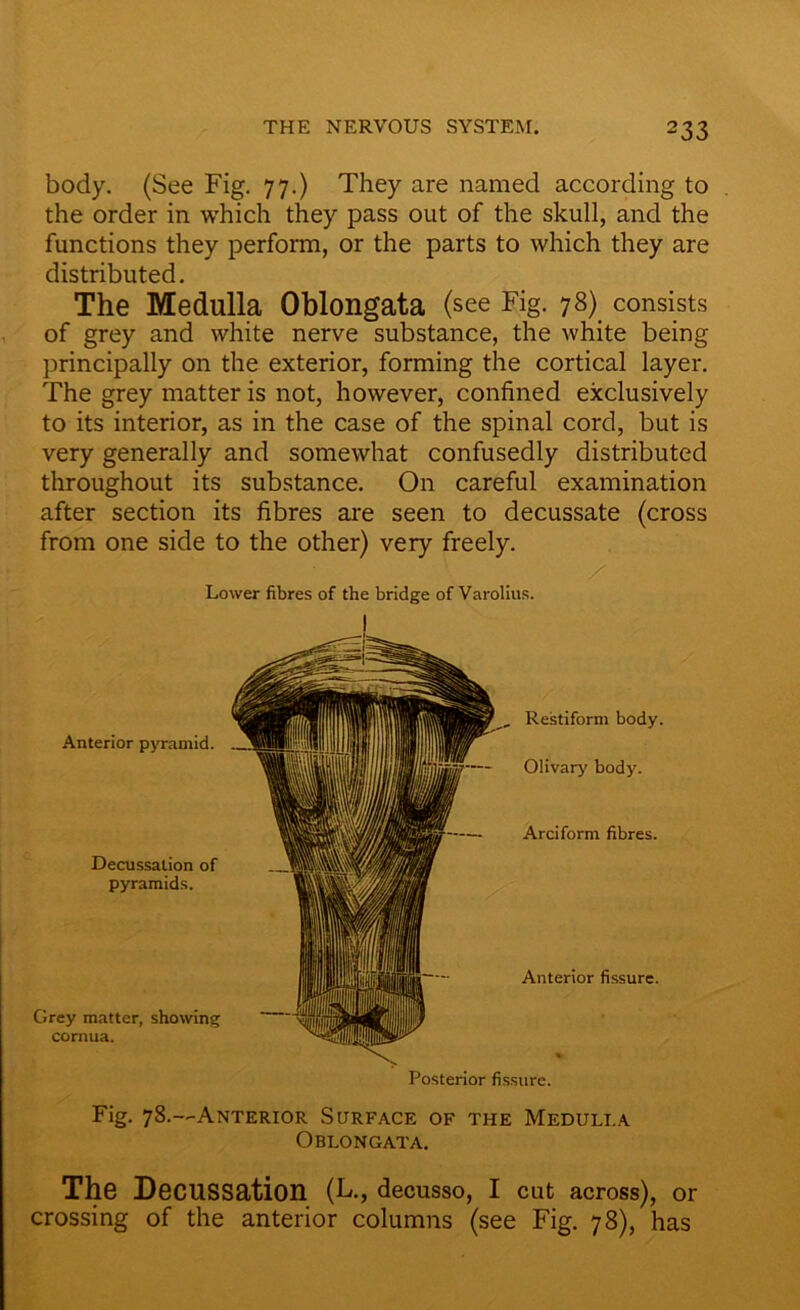 body. (See Fig. 77.) They are named according to the order in which they pass out of the skull, and the functions they perform, or the parts to which they are distributed. The Medulla Oblongata (see Fig. 78) consists of grey and white nerve substance, the white being principally on the exterior, forming the cortical layer. The grey matter is not, however, confined exclusively to its interior, as in the case of the spinal cord, but is very generally and somewhat confusedly distributed throughout its substance. On careful examination after section its fibres are seen to decussate (cross from one side to the other) very freely. Lower fibres of the bridge of Varolius. Anterior pyramid. Decussation of pyramids. Grey matter, showing cornua. Restiform body. Olivary body. Arciform fibres. Anterior fissure. Posterior fissure. Fig. 78.—Anterior Surface of the Meduli.a Oblongata. The Decussation (L., decusso, I cut across), or crossing of the anterior columns (see Fig. 78), has