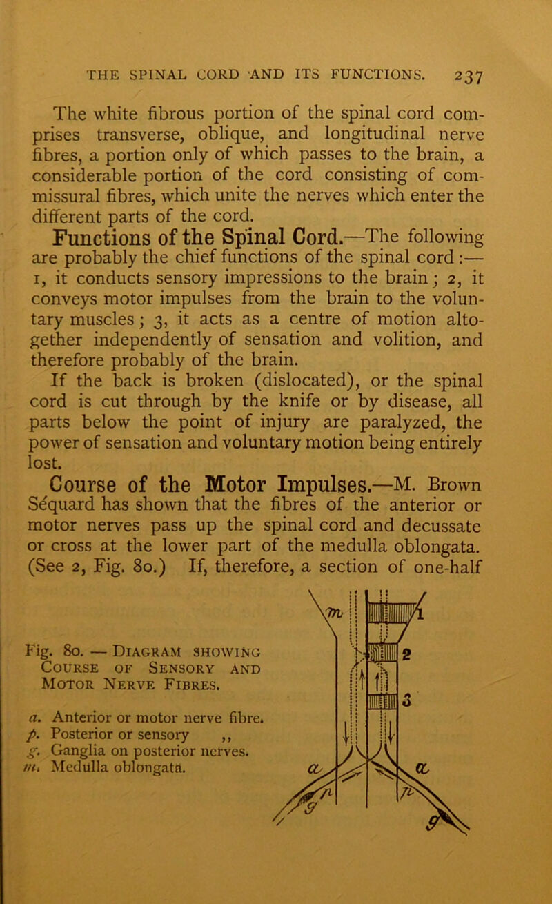 The white fibrous portion of the spinal cord com- prises transverse, oblique, and longitudinal nerve fibres, a portion only of which passes to the brain, a considerable portion of the cord consisting of com- missural fibres, which unite the nerves which enter the different parts of the cord. Functions of the Spinal Cord.—The following are probably the chief functions of the spinal cord :— 1, it conducts sensory impressions to the brain; 2, it conveys motor impulses from the brain to the volun- tary muscles; 3, it acts as a centre of motion alto- gether independently of sensation and volition, and therefore probably of the brain. If the back is broken (dislocated), or the spinal cord is cut through by the knife or by disease, all parts below the point of injury are paralyzed, the power of sensation and voluntary motion being entirely lost. Course of the Motor Impulses.—M. Brown Sequard has shown that the fibres of the anterior or motor nerves pass up the spinal cord and decussate or cross at the lower part of the medulla oblongata. (See 2, Fig. 80.) If, therefore, a section of one-half Fig. 80. — Diagram showing Course of Sensory and Motor Nerve Fibres. a. Anterior or motor nerve fibre. p. Posterior or sensory ,, g. Ganglia on posterior nerves. nh Medulla oblongata.