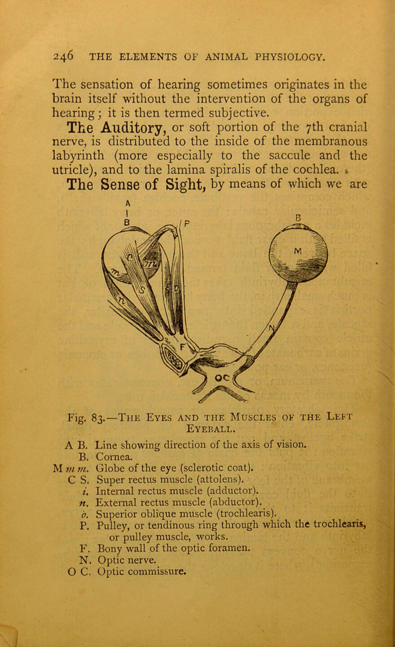 The sensation of hearing sometimes originates in the brain itself without the intervention of the organs of hearing; it is then termed subjective. The Auditory, or soft portion of the 7th cranial nerve, is distributed to the inside of the membranous labyrinth (more especially to the saccule and the utricle), and to the lamina spiralis of the cochlea. » The Sense of Sight, by means of which we are A Fig. 83.—The Eyes and the Muscles ok the Left Eyeball. A B. Line showing direction of the axis of vision. B. Cornea. M m in. Globe of the eye (sclerotic coat). C S. Super rectus muscle (attolens). Internal rectus muscle (adductor). 11. External rectus muscle (abductor). b. Superior oblique muscle (trochlearis). P. Pulley, or tendinous ring through which the trochlearis, or pulley muscle, works. F. Bony wall of the optic foramen. N. Optic nerve. O C. Optic commissure.