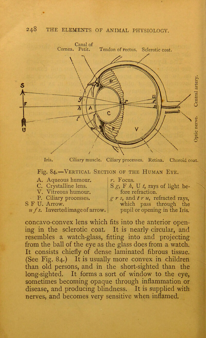 Canal of Cornea. Petit. Tendon of rectus. Sclerotic coat. Iris. Ciliary muscle. Ciliary processes. Retina. Choroid coat. A. Aqueous humour. C. Crystalline lens. V. Vitreous humour. P. Ciliary processes. S F U. Arrow. iifs. Inverted image of arrow. r. Focus. S g, F /;, U t, rays of light be- fore refraction. g r s, and t r u, refracted rays, which pass through the pupil or opening in the Iris. concavo-convex lens which fits into the anterior open- ing in the sclerotic coat. It is nearly circular, and resembles a watch-glass, fitting into and projecting from the ball of the eye as the glass does from a watch. It consists chiefly of dense laminated fibrous tissue. (See Fig. 84.) It is usually more convex in children than old persons, and in the short-sighted than the long-sighted. It forms a sort of window to the eye, sometimes becoming opaque through inflammation or disease, and producing blindness. It is supplied with nerves, and becomes very sensitive when inflamed. Optic nerve. Central artery.