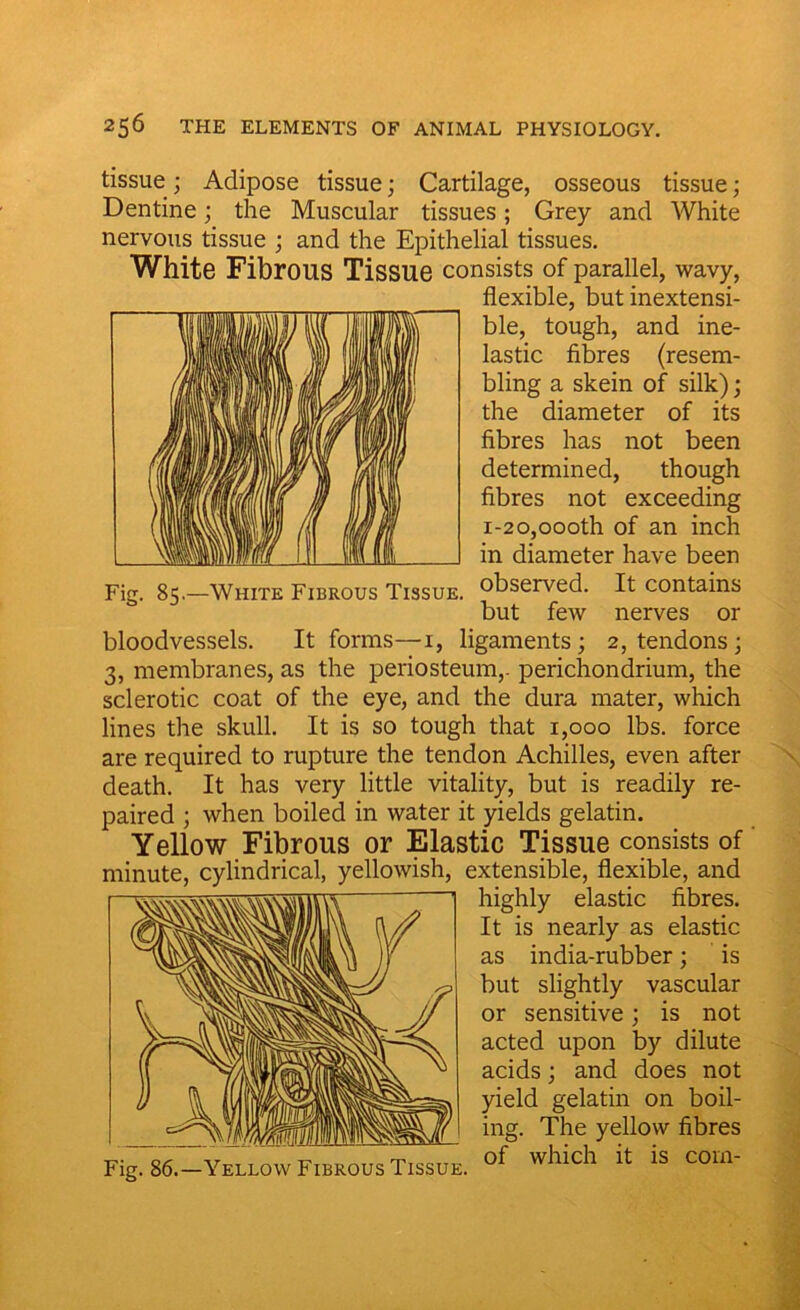 tissue; Adipose tissue; Cartilage, osseous tissue; Dentine; the Muscular tissues; Grey and White nervous tissue ; and the Epithelial tissues. White Fibrous Tissue consists of parallel, wavy, flexible, but inextensi- ble, tough, and ine- lastic fibres (resem- bling a skein of silk); the diameter of its fibres has not been determined, though fibres not exceeding 1-20,oooth of an inch in diameter have been observed. It contains but few nerves or bloodvessels. It forms—1, ligaments; 2, tendons; 3, membranes, as the periosteum,, perichondrium, the sclerotic coat of the eye, and the dura mater, which lines the skull. It is so tough that 1,000 lbs. force are required to rupture the tendon Achilles, even after death. It has very little vitality, but is readily re- paired ; when boiled in water it yields gelatin. Yellow Fibrous or Elastic Tissue consists of Fig. 85.—White Fibrous Tissue. minute, cylindrical, yellowish, extensible, flexible, and highly elastic fibres. It is nearly as elastic as india-rubber; is but slightly vascular or sensitive; is not acted upon by dilute acids; and does not yield gelatin on boil- ing. The yellow fibres of which it is com-