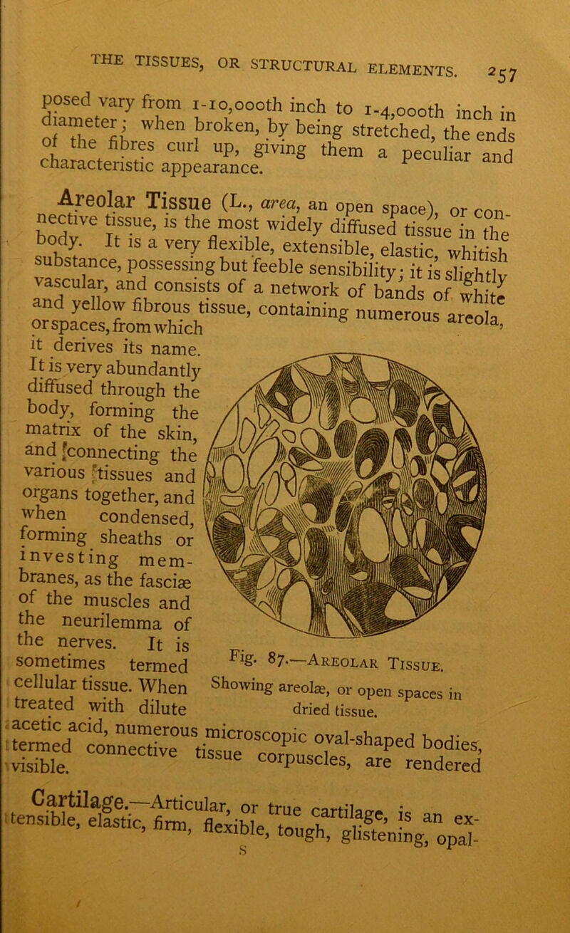 posed vary from i-io,oooth inch to r-4,oooth inchin 0“/ WhCn ?r°ken’ by beinS stretched, the ends of the fibres curl up, giving them a peculiar and characteristic appearance. Areolar Tissue (L., area, an open space) or on„ nective tissue, is the most widely diffused^ssi L ,he body. It IS a very flexible, extensible, elastic whitish substance, possessing but feeble sensibility; it is slights vascular, and consists of a network of bands of white and yellow fibrous tissue, containing numerous areoll or spaces, from which uia’ it derives its name. It is very abundantly diffused through the body, forming the matrix of the skin, and [connecting the various tissues and organs together, and when condensed, forming sheaths or investing mem- branes, as the fasciae of the muscles and the neurilemma of the nerves. It is sometimes termed Plg' 8 7-—Areolar Tissue. cellular tissue. When Showing areolae, or open spaces in treated with dilute dried tissue. CeTctS”Stii?ScC0°PiC °,Val-Shaped bodi-. visible. SUe corPuscles, are rendered Cartilage, Articular, or true cartilave i. tensible, elastic, firm, flexible, tough,