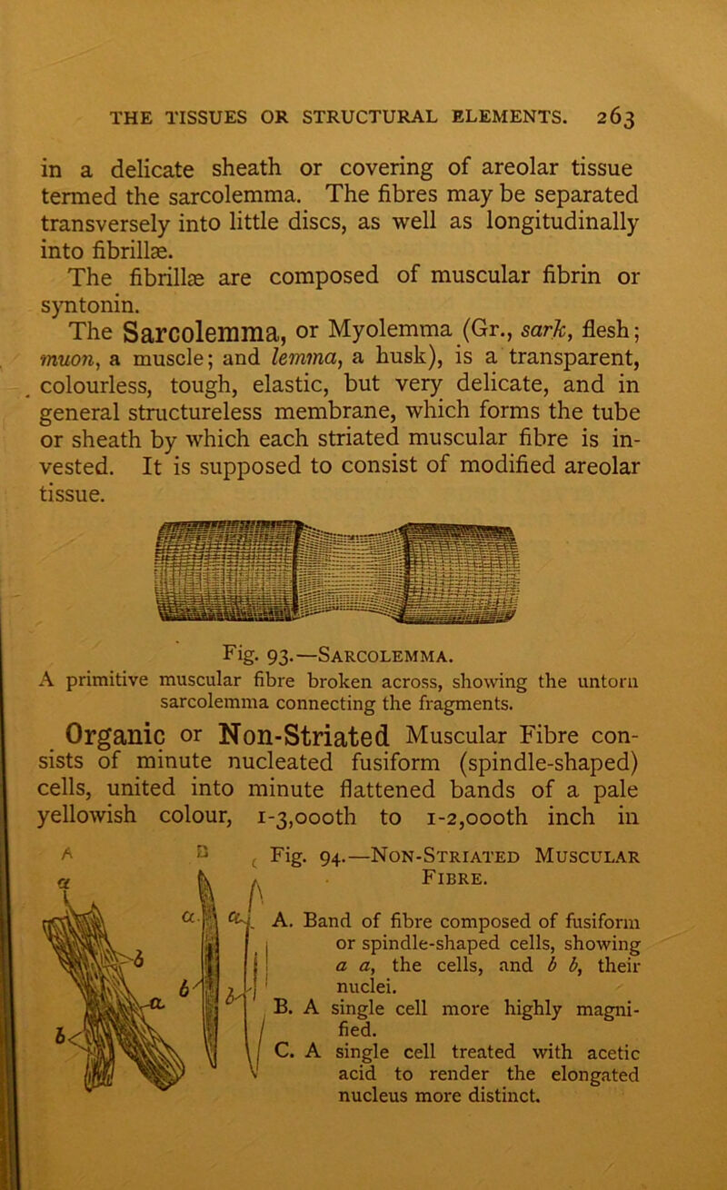 in a delicate sheath or covering of areolar tissue tenned the sarcolemma. The fibres may be separated transversely into little discs, as well as longitudinally into fibrillce. The fibrillae are composed of muscular fibrin or syntonin. The Sarcolemma, or Myolemma (Gr., sarjc, flesh; muon, a muscle; and lemma, a husk), is a transparent, . colourless, tough, elastic, but very delicate, and in general structureless membrane, which forms the tube or sheath by which each striated muscular fibre is in- vested. It is supposed to consist of modified areolar tissue. Fig- 93.—Sarcolemma. A primitive muscular fibre broken across, showing the untorn sarcolemma connecting the fragments. Organic or Non-Striated Muscular Fibre con- sists of minute nucleated fusiform (spindle-shaped) cells, united into minute flattened bands of a pale yellowish colour, i-3,oooth to i-2,oooth inch in ( Fig. 94.—Non-Striated Muscular Fibre. A. Band of fibre composed of fusiform or spindle-shaped cells, showing a a, the cells, and b b, their nuclei. B. A single cell more highly magni- fied. C. A single cell treated with acetic acid to render the elongated nucleus more distinct.