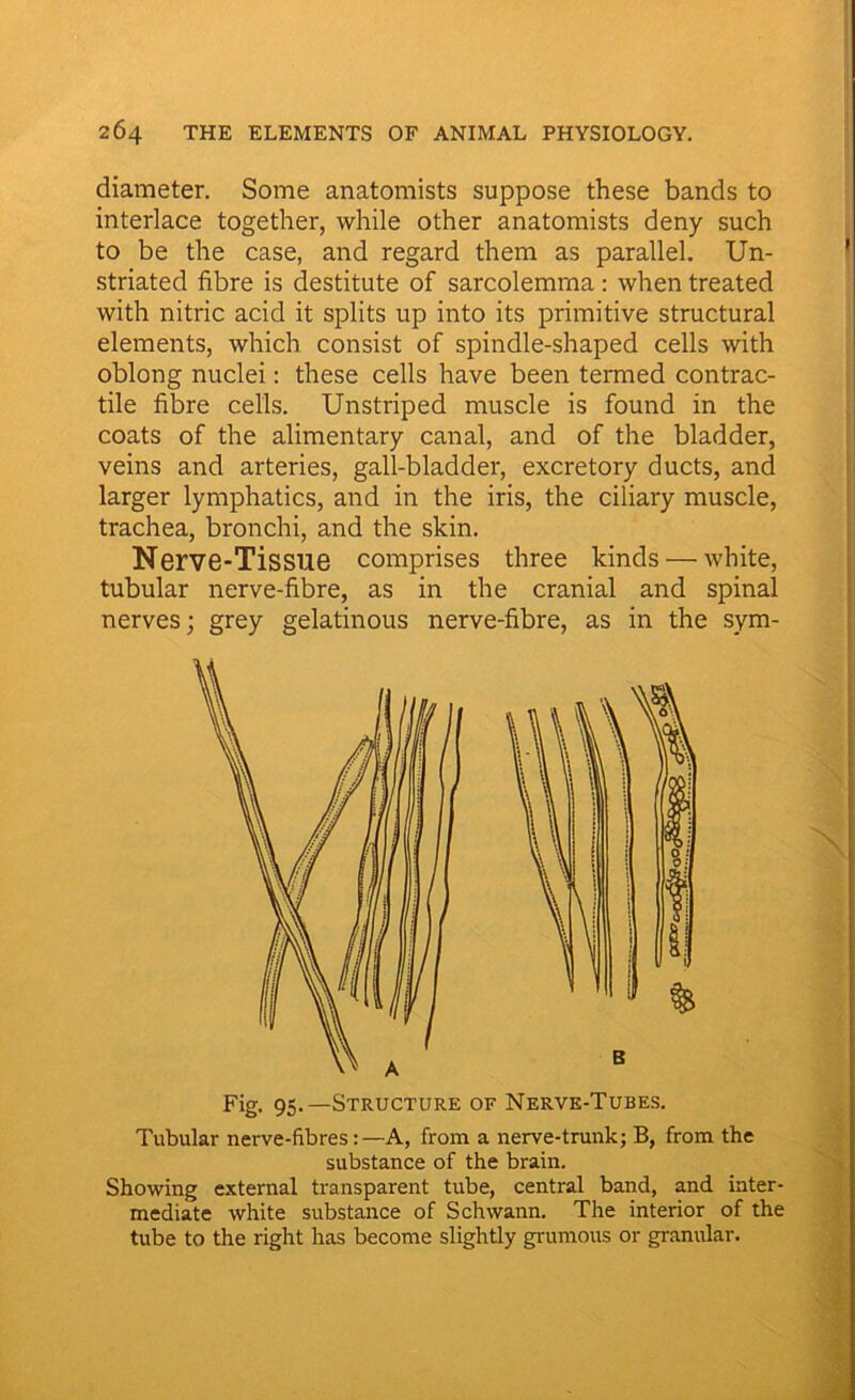 diameter. Some anatomists suppose these bands to interlace together, while other anatomists deny such to be the case, and regard them as parallel. Un- striated fibre is destitute of sarcolemrna: when treated with nitric acid it splits up into its primitive structural elements, which consist of spindle-shaped cells with oblong nuclei: these cells have been termed contrac- tile fibre cells. Unstriped muscle is found in the coats of the alimentary canal, and of the bladder, veins and arteries, gall-bladder, excretory ducts, and larger lymphatics, and in the iris, the ciliary muscle, trachea, bronchi, and the skin. Nerve-Tissue comprises three kinds — white, tubular nerve-fibre, as in the cranial and spinal nerves; grey gelatinous nerve-fibre, as in the sym- Fig. 95.—Structure of Nerve-Tubes. Tubular nerve-fibres:—A, from a nerve-trunk; B, from the substance of the brain. Showing external transparent tube, central band, and inter- mediate white substance of Schwann. The interior of the tube to the right has become slightly grumous or granular.