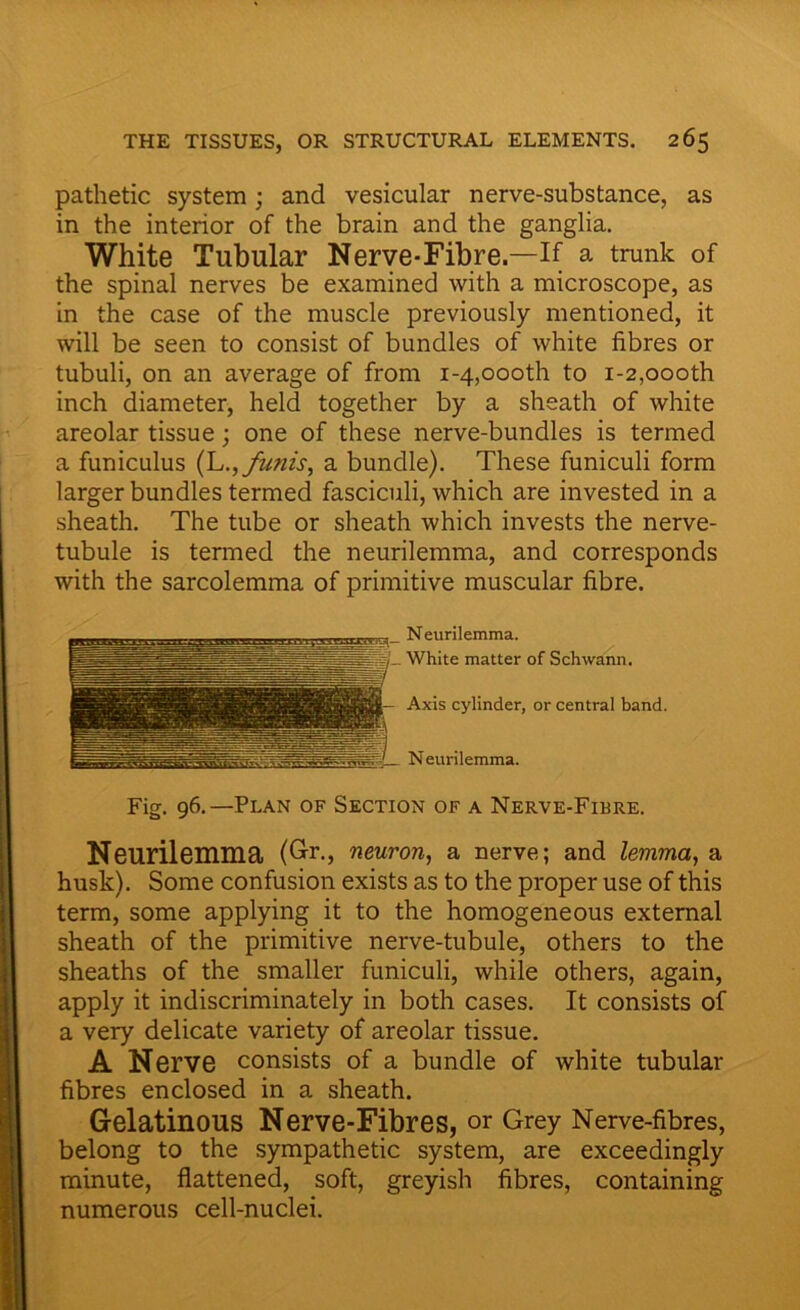 pathetic system; and vesicular nerve-substance, as in the interior of the brain and the ganglia. White Tubular Nerve-Fibre.—If a trunk of the spinal nerves be examined with a microscope, as in the case of the muscle previously mentioned, it will be seen to consist of bundles of white fibres or tubuli, on an average of from i-4,oooth to i-2,oooth inch diameter, held together by a sheath of white areolar tissue; one of these nerve-bundles is termed a funiculus (Lfunis, a bundle). These funiculi form larger bundles termed fasciculi, which are invested in a sheath. The tube or sheath which invests the nerve- tubule is termed the neurilemma, and corresponds with the sarcolemma of primitive muscular fibre. Neurilemma. White matter of Schwann. Axis cylinder, or central band. Neurilemma. Fig. 96.—Plan of Section of a Nerve-Fibre. Neurilemma (Gr., neuron, a nerve; and lemma, a husk). Some confusion exists as to the proper use of this term, some applying it to the homogeneous external sheath of the primitive nerve-tubule, others to the sheaths of the smaller funiculi, while others, again, apply it indiscriminately in both cases. It consists of a very delicate variety of areolar tissue. A Nerve consists of a bundle of white tubular fibres enclosed in a sheath. Gelatinous Nerve-Fibres, or Grey Nerve-fibres, belong to the sympathetic system, are exceedingly minute, flattened, soft, greyish fibres, containing numerous cell-nuclei.