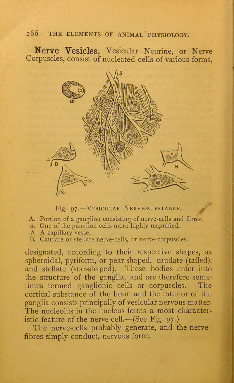 ^ Nerve Vesicles, Vesicular Neurine, or Nerve Corpuscles, consist of nucleated cells of various forms, Fig. 97.—Vesicular Nerve-substance. A. Portion of a ganglion consisting of nerve-cells and fibres. a. One of the ganglion cells more highly magnified. b. A capillary vessel. B. Caudate or stellate nerve-cells, or nerve-corpuscles. designated, according to their respective shapes, as spheroidal, pyriform, or pear-shaped, caudate (tailed), and stellate (star-shaped). These bodies enter into the structure of the ganglia, and are therefore some- times termed ganglionic cells or corpuscles. The cortical substance of the brain and the interior of the ganglia consists principally of vesicular nervous matter. The nucleolus in the nucleus forms a most character- istic feature of the nerve-cell.—(See Fig. 97.) The nerve-cells probably generate, and the nerve- fibres simply conduct, nervous force.