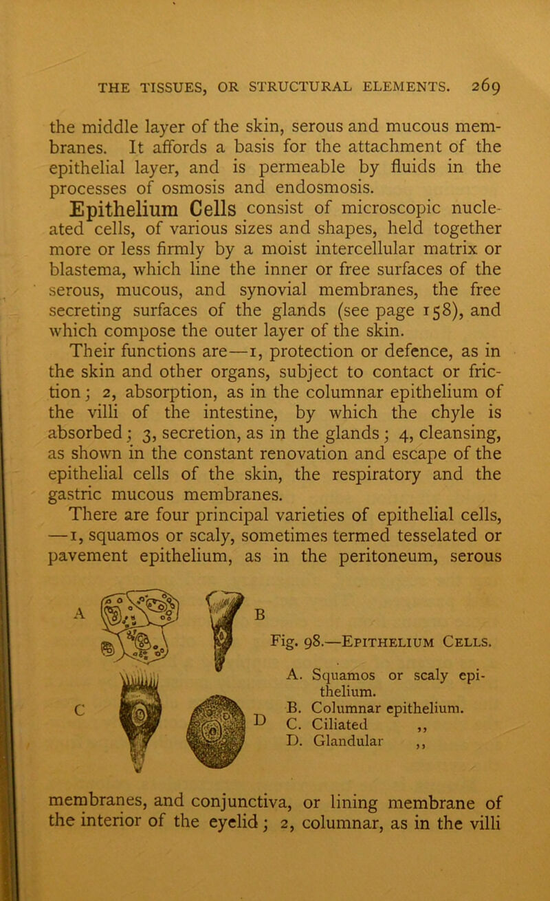 the middle layer of the skin, serous and mucous mem- branes. It affords a basis for the attachment of the epithelial layer, and is permeable by fluids in the processes of osmosis and endosmosis. Epithelium Cells consist of microscopic nucle- ated cells, of various sizes and shapes, held together more or less firmly by a moist intercellular matrix or blastema, which line the inner or free surfaces of the serous, mucous, and synovial membranes, the free secreting surfaces of the glands (see page 158), and which compose the outer layer of the skin. Their functions are—1, protection or defence, as in the skin and other organs, subject to contact or fric- tion ; 2, absorption, as in the columnar epithelium of the villi of the intestine, by which the chyle is absorbed; 3, secretion, as in the glands ; 4, cleansing, as shown in the constant renovation and escape of the epithelial cells of the skin, the respiratory and the gastric mucous membranes. There are four principal varieties of epithelial cells, — 1, squamos or scaly, sometimes termed tesselated or pavement epithelium, as in the peritoneum, serous A C B Fig. 98.—Epithelium Cells, A. Squamos or scaly epi- thelium. B. Columnar epithelium. C. Ciliated ,, D. Glandular ,, membranes, and conjunctiva, or lining membrane of the interior of the eyelid; 2, columnar, as in the villi