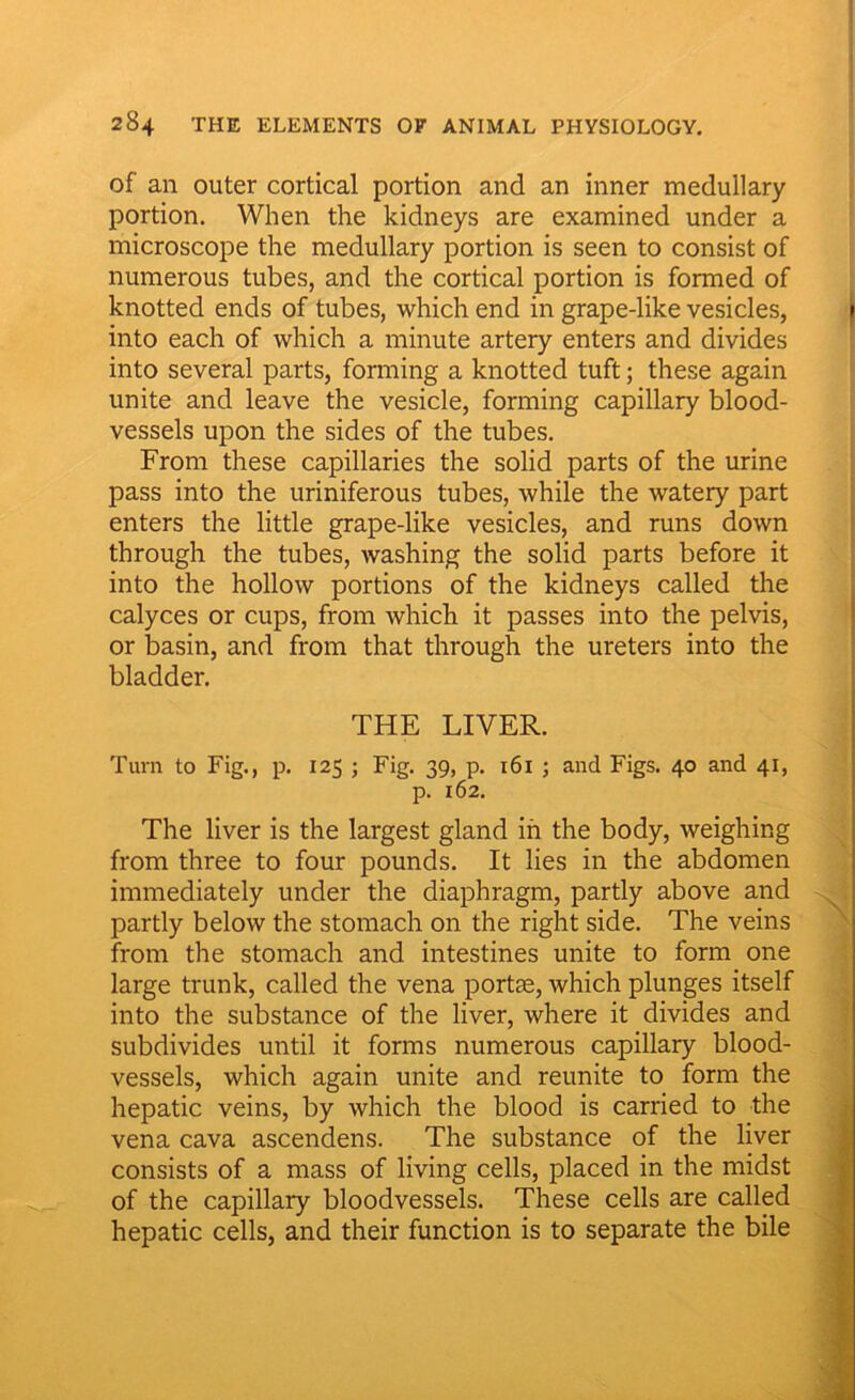 of an outer cortical portion and an inner medullary portion. When the kidneys are examined under a microscope the medullary portion is seen to consist of numerous tubes, and the cortical portion is formed of knotted ends of tubes, which end in grape-like vesicles, into each of which a minute artery enters and divides into several parts, forming a knotted tuft; these again unite and leave the vesicle, forming capillary blood- vessels upon the sides of the tubes. From these capillaries the solid parts of the urine pass into the uriniferous tubes, while the watery part enters the little grape-like vesicles, and runs down through the tubes, washing the solid parts before it into the hollow portions of the kidneys called the calyces or cups, from which it passes into the pelvis, or basin, and from that through the ureters into the bladder. THE LIVER. Turn to Fig., p. 125 ; Fig. 39, p. 16X ; and Figs. 40 and 41, p. 162. The liver is the largest gland in the body, weighing from three to four pounds. It lies in the abdomen immediately under the diaphragm, partly above and partly below the stomach on the right side. The veins from the stomach and intestines unite to form one large trunk, called the vena portae, which plunges itself into the substance of the liver, where it divides and subdivides until it forms numerous capillary blood- vessels, which again unite and reunite to form the hepatic veins, by which the blood is carried to the vena cava ascendens. The substance of the liver consists of a mass of living cells, placed in the midst of the capillary bloodvessels. These cells are called hepatic cells, and their function is to separate the bile