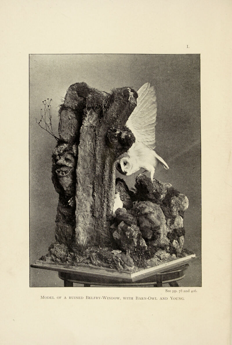 I See pp. 78 and 406. Model oi' a ruined IjElerv-Window, with Barn-Owl and Vounc.