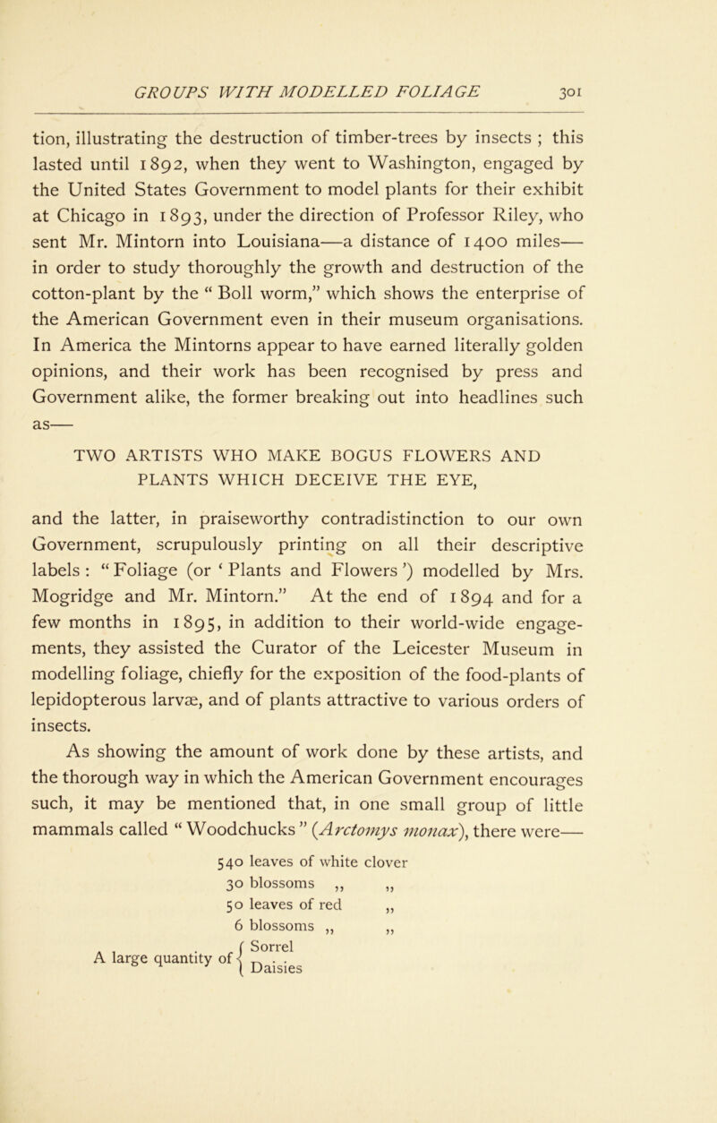 tion, illustrating the destruction of timber-trees by insects ; this lasted until 1892, when they went to Washington, engaged by the United States Government to model plants for their exhibit at Chicago in 1893, under the direction of Professor Riley, who sent Mr. Mintorn into Louisiana—a distance of 1400 miles— in order to study thoroughly the growth and destruction of the cotton-plant by the “ Boll worm,” which shows the enterprise of the American Government even in their museum organisations. In America the Mintorns appear to have earned literally golden opinions, and their work has been recognised by press and Government alike, the former breaking out into headlines such as— TWO ARTISTS WHO MAKE BOGUS FLOWERS AND PLANTS WHICH DECEIVE THE EYE, and the latter, in praiseworthy contradistinction to our own Government, scrupulously printing on all their descriptive labels; “Foliage (or ‘ Plants and Flowers') modelled by Mrs. Mogridge and Mr. Mintorn.” At the end of 1894 for a few months in 1895, in addition to their world-wide engage- ments, they assisted the Curator of the Leicester Museum in modelling foliage, chiefly for the exposition of the food-plants of lepidopterous larvae, and of plants attractive to various orders of insects. As showing the amount of work done by these artists, and the thorough way in which the American Government encourages such, it may be mentioned that, in one small group of little mammals called “ Woodchucks ” {Arctomys monax)^ there were— 540 leaves of white clover 30 blossoms ,, 50 leaves of red 6 blossoms ,, A 1 • r f Sorrel A large quantity of| 1) n