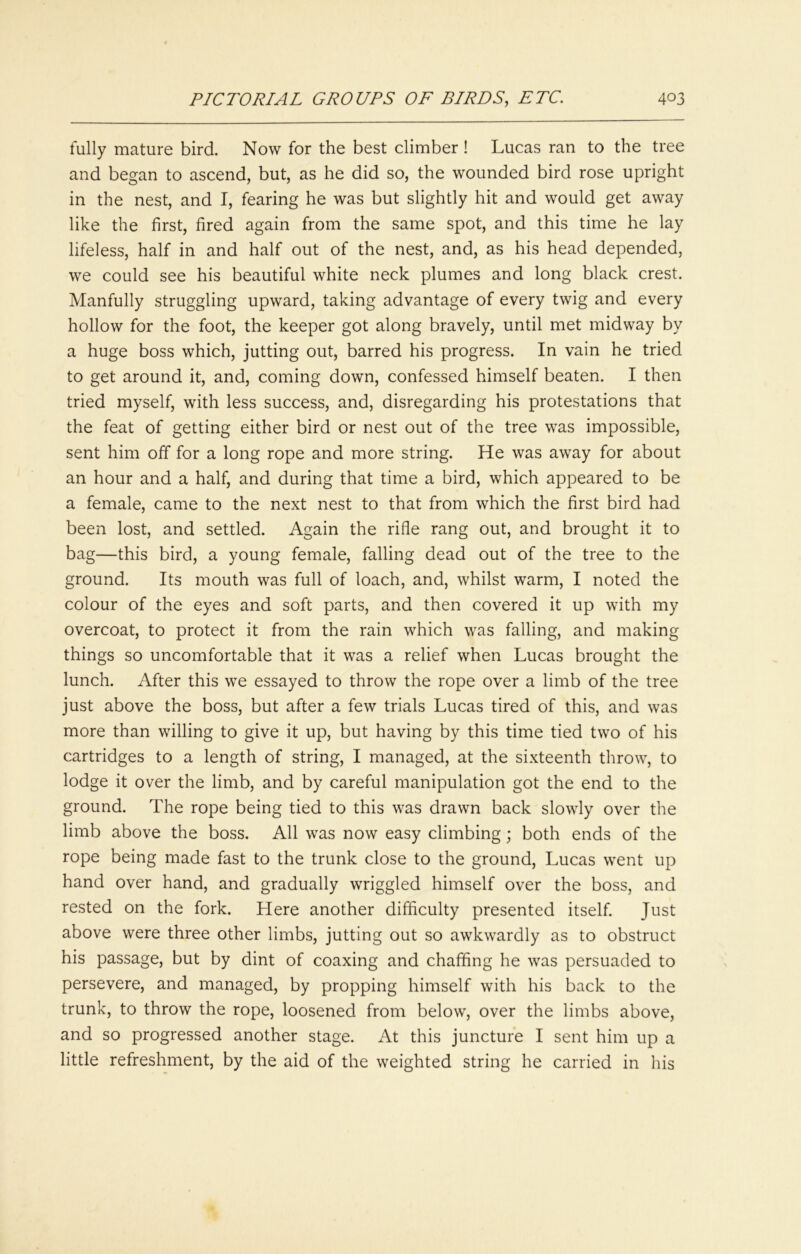 fully mature bird. Now for the best climber ! Lucas ran to the tree and began to ascend, but, as he did so, the wounded bird rose upright in the nest, and I, fearing he was but slightly hit and would get away like the first, fired again from the same spot, and this time he lay lifeless, half in and half out of the nest, and, as his head depended, we could see his beautiful white neck plumes and long black crest. Manfully struggling upward, taking advantage of every twig and every hollow for the foot, the keeper got along bravely, until met midway by a huge boss which, jutting out, barred his progress. In vain he tried to get around it, and, coming down, confessed himself beaten. I then tried myself, with less success, and, disregarding his protestations that the feat of getting either bird or nest out of the tree was impossible, sent him off for a long rope and more string. He was away for about an hour and a half, and during that time a bird, which appeared to be a female, came to the next nest to that from which the first bird had been lost, and settled. Again the rifle rang out, and brought it to bag—this bird, a young female, falling dead out of the tree to the ground. Its mouth was full of loach, and, whilst warm, I noted the colour of the eyes and soft parts, and then covered it up with my overcoat, to protect it from the rain which was falling, and making things so uncomfortable that it was a relief when Lucas brought the lunch. After this we essayed to throw the rope over a limb of the tree just above the boss, but after a few trials Lucas tired of this, and was more than willing to give it up, but having by this time tied two of his cartridges to a length of string, I managed, at the sixteenth throw, to lodge it over the limb, and by careful manipulation got the end to the ground. The rope being tied to this was drawn back slowly over the limb above the boss. All was now easy climbing; both ends of the rope being made fast to the trunk close to the ground, Lucas went up hand over hand, and gradually wriggled himself over the boss, and rested on the fork. Here another difficulty presented itself. Just above were three other limbs, jutting out so awkwardly as to obstruct his passage, but by dint of coaxing and chaffing he was persuaded to persevere, and managed, by propping himself with his back to the trunk, to throw the rope, loosened from below, over the limbs above, and so progressed another stage. At this juncture I sent him up a little refreshment, by the aid of the weighted string he carried in his