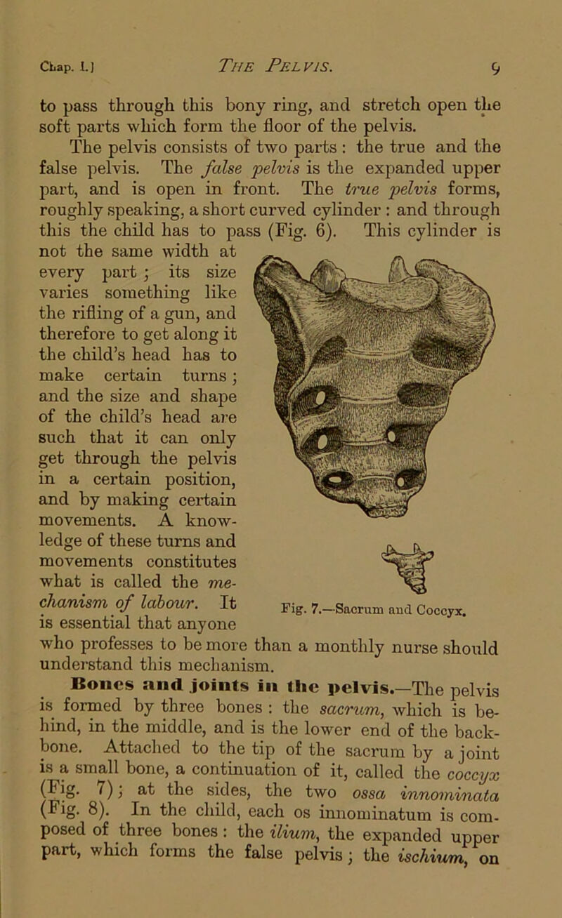 to pass through this bony ring, and stretch open the soft parts which form the floor of the pelvis. The pelvis consists of two parts : the true and the false pelvis. The false pelvis is the expanded upper part, and is open in front. The true pelvis forms, roughly speaking, a short curved cylinder : and through this the child has to pass (Fig. 6). This cylinder is not the same width at every part ; its size varies something like the rifling of a gun, and therefore to get along it the child’s head has to make certain turns; and the size and shape of the child’s head are such that it can only get through the pelvis in a certain position, and by making certain movements. A know- ledge of these turns and movements constitutes what is called the me- chanism of labour. It is essential that anyone who professes to be more than a monthly nurse should understand this mechanism. Bones and joints in the pelvis.—The pelvis is formed by three bones ; the sacrum, which is be- hind, in the middle, and is the lower end of the back- bone. Attached to the tip of the sacrum by a joint is a small bone, a continuation of it, called the coccyx (Fig. 7) j at the sides, the two ossa innominata (Fig. 8). In the child, each os innominatum is com- posed of three bones: the ilium, the expanded upper part, which forms the false pelvis; the ischium, on Fig. 7.—Sacrum and Coccyx.