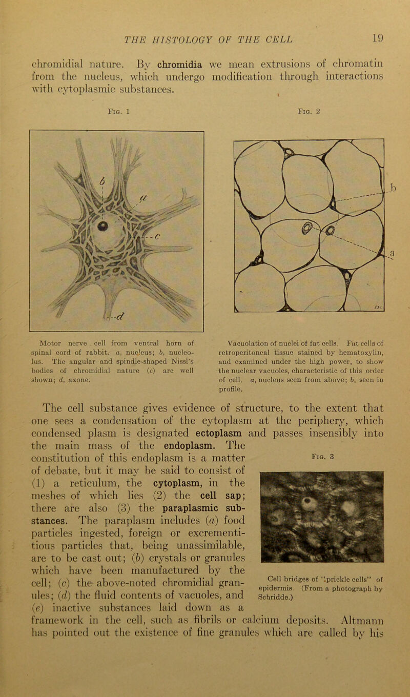 cliromidial nature. Bv chrornidia we mean extrusions of chromatin from the nucleus, which undergo modification through interactions with cytoplasmic substances. ^ Fia. 1 Fig. 2 Motor nerve cell from ventral horn of spinal cord of rabbit, a, nucleus; h, nucleo- lus. The angular and spindle-shaped Nissl’s bodies of chromidial nature (c) are well shown; d, axone. Vacuolation of nuclei of fat cells. Fat cells of retroperitoneal tissue stained by hematoxylin, and examined under the high power, to show the nuclear vacuoles, characteristic of this order of cell, a, nucleus seen from above; h, seen in profile. Fig. 3 The cell substance gives evidence of structure, to the extent that one sees a condensation of the cytoplasm at the periphery, which condensed plasm is designated ectoplasm and passes insensibly into the main mass of the endoplasm. The constitution of this endoplasm is a matter of debate, but it may be said to consist of (1) a reticulum, the cytoplasm, in the meshes of which lies (2) the cell sap; there are also (3) the paraplasmic sub- stances. The paraplasm includes {a) food particles ingested, foreign or excrementi- tious particles that, being unassimilable, are to be cast out; (6) crystals or granules which have been manufactured by the cell; (c) the- above-noted chromidial gran- ules; {(1) the fluid contents of vacuoles, and (e) inactive substances laid down as a framework in the cell, such as fibrils or calcium deposits. Altmann has i)ointed out the existence of fine granules which are called bv his Cell bridges of “.prickle cells” of epidermis. (From a photograph by Schridde.) t CO