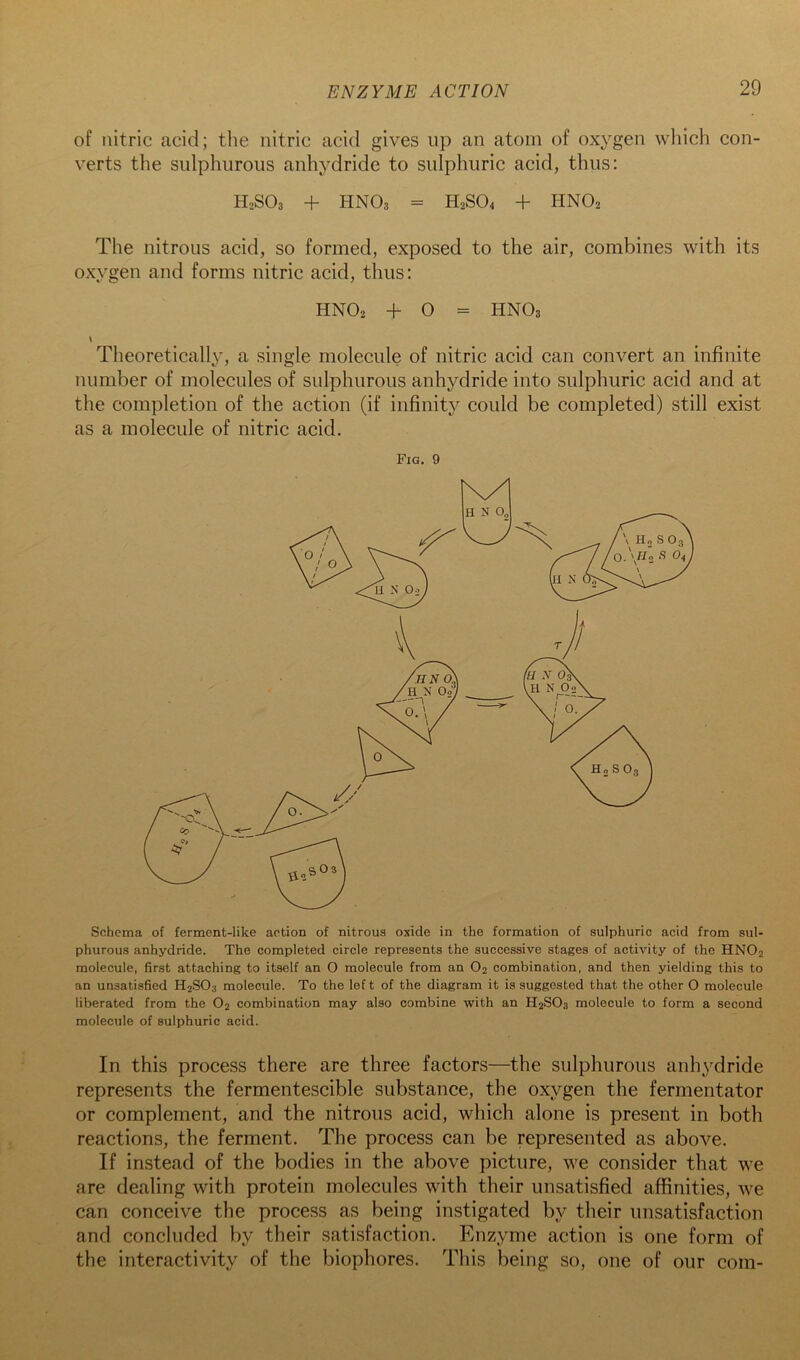 of nitric acid; the nitric acid gives up an atom of oxygen wliich con- verts the sulphurous anhydride to sulphuric acid, thus: H2SO3 + HNO3 = H2SO4 + HNO2 The nitrous acid, so formed, exposed to the air, combines with its oxygen and forms nitric acid, thus: HNO2 -f- 0 = HNO3 Theoretically, a single molecule of nitric acid can convert an infinite number of molecules of sulphurous anhydride into sulphuric acid and at the completion of the action (if infinity could be completed) still exist as a molecule of nitric acid. Fig. 9 Schema of ferment-like action of nitrous oxide in the formation of sulphuric acid from sul- phurous anhydride. The completed circle represents the successive stages of activity of the HNO2 molecule, first attaching to itself an O molecule from an O2 combination, and then yielding this to an unsatisfied H2SO3 molecule. To the left of the diagram it is suggested that the other O molecule liberated from the O2 combination may also combine with an H2SO3 molecule to form a second molecule of sulphuric acid. In this process there are three factors—the sulphurous anhydride represents the fermentescible substance, the oxygen the fermentator or complement, and the nitrous acid, which alone is present in both reactions, the ferment. The process can be represented as above. If instead of the bodies in the above picture, we consider that we are dealing with protein molecules with their unsatisfied affinities, we can conceive the process as being instigated by their unsatisfaction and concluded by their satisfaction. Enzyme action is one form of the interactivity of the biophores. This being so, one of our com-