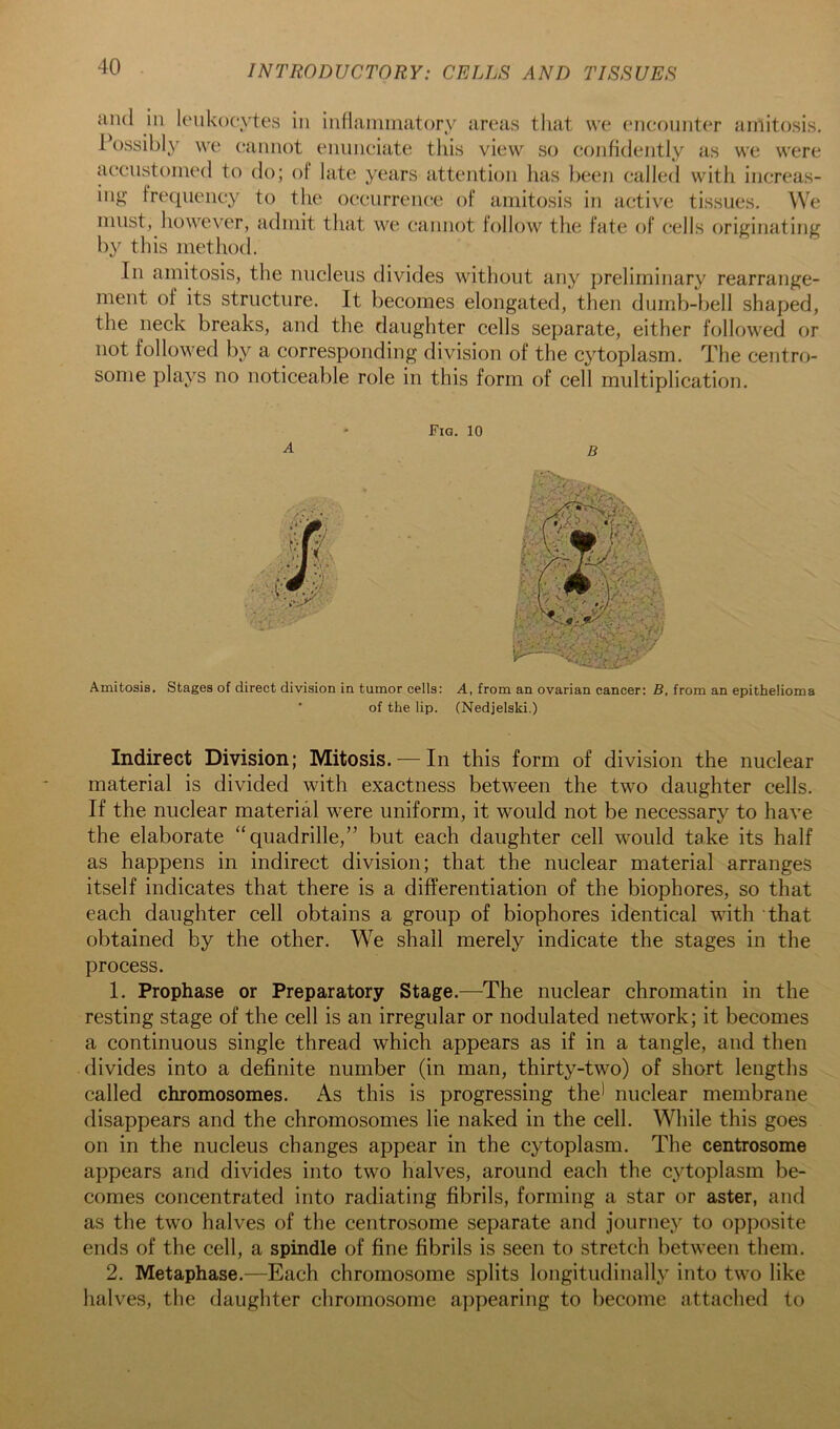 and ill leukocytes in iiiHainnuitory areas tliat we encounter amitosis. Possibl}' we cannot enunciate this view so confidently as we were accustomed to do; of late years attention has been called with increas- ing frequency to the occurrence of amitosis in active tissues. We must, however, admit that we cannot follow the fate of cells originating by this method. In amitosis, the miclens divides without any preliminary rearrange- ment of its structure. It becomes elongated, then dumb-liell shaped, the neck breaks, and the daughter cells separate, either followed or not followed by a corresponding division of the cytoplasm. The centro- some plays no noticeable role in this form of cell multiplication. Fig. 10 D Amitosis. Stages of direct division in tumor cells: A, from an ovarian cancer: B, from an epithelioma ■ of the lip. (Nedjelski.) Indirect Division; Mitosis.-—In this form of division the nuclear material is divided with exactness between the two daughter cells. If the nuclear material were uniform, it would not be necessary to have the elaborate “quadrille,” but each daughter cell would take its half as happens in indirect division; that the nuclear material arranges itself indicates that there is a differentiation of the biophores, so that each daughter cell obtains a group of biophores identical with that obtained by the other. We shall merely indicate the stages in the process. 1. Prophase or Preparatory Stage.—The nuclear chromatin in the resting stage of the cell is an irregular or nodulated network; it becomes a continuous single thread which appears as if in a tangle, and then divides into a definite number (in man, thirty-two) of short lengths called chromosomes. As this is progressing the' nuclear membrane disappears and the chromosomes lie naked in the cell. While this goes on in the nucleus changes appear in the cytoplasm. The centrosome appears and divides into two halves, around each the cytoplasm be- comes concentrated into radiating fibrils, forming a star or aster, and as the two halves of the centrosome separate and journey to opposite ends of the cell, a spindle of fine fibrils is seen to stretch between them. 2. Metaphase.—Each chromosome splits longitudinally into two like halves, the daughter chromosome appearing to become attached to