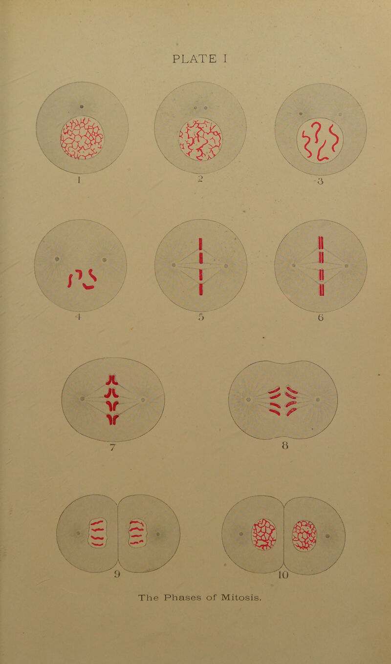 The Phases of Mitosis.