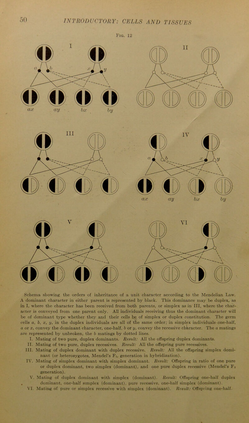 Fia. 12 Schema showing the orders of inheritance of a unit character according to the Mendelian Law. A dominant character in either parent is represented by black. This dominance may be duplex, as in I, where the character has been received from both parents, or simplex as in III, where the char- acter is conveyed from one parent only. All individuals receiving thus the dominant character will be of dominant type whether they and their cells be of simplex or duplex constitution. The germ cells a, b, x, y, in the duplex individuals are all of the same order; in simplex individuals one-half, o or X, convey the dominant character, one-half, h or y, convey the recessive character. The a matings are represented by unbroken, the h matings by dotted lines. I. Mating of two pure, duplex dominants. Result: All the offspring duplex dominants. II. Mating of two pure, duplex recessives. Result: All the offspring pure recessives. III. Mating of duplex dominant with duplex recessive. Result: All the offspring simplex domi- nant (or heterozygotes, Mendel’s Fi, generation in hybridization). IV. Mating of simplex dominant with simplex dominant. Result: Offspring in ratio of one pure or duplex dominant, two simplex (dominant), and one pure duplex recessive (Mendel’s Fj generation). V. Mating of duplex dominant with simplex (dominant). Result: Offspring one-half duplex . dominant, one-half simplex (dominant), pure recessive, one-half simplex (dominant). VI. Mating of pure or simplex recessive with simplex (dominant). Result: Offspiing one-half.