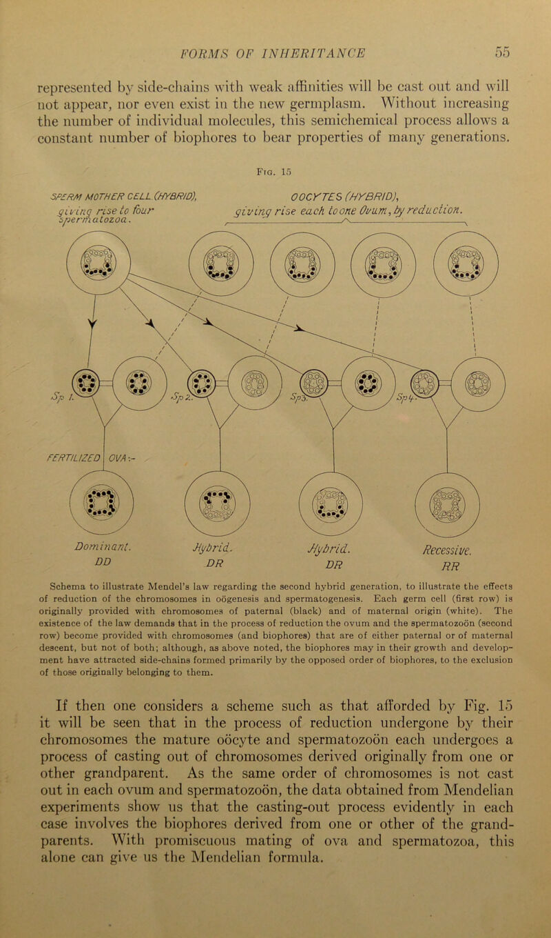 represented by side-cliains with weak affinities will be cast out and will not appear, nor even exist in the new germplasm. Without increasing the number of individual molecules, this semichemical process allows a constant number of biophores to bear properties of many generations. B’ra. 15 SP£RM MOTHER CELL.(HyBRID), OOCYTES (HYBRID), QLt/'inq rise to four givinq rise each toone Omm, by redaction, spermatozoa. ^! Schema to illustrate Mendel’s law regarding the second hybrid generation, to illustrate the effects of reduction of the chromosomes in oogenesis and spermatogenesis. Each germ cell (6rst row) is originally provided with chromosomes of paternal (black) and of maternal origin (white). The existence of the law demands that in the process of reduction the ovum and the spermatozoon (second row) become provided with chromosomes (and biophores) that are of either paternal or of maternal descent, but not of both; although, as above noted, the biophores may in their growth and develop- ment have attracted side-chains formed primarily by the opposed order of biophores, to the exclusion of those originally belonging to them. If then one considers a scheme such as that afforded by Fig. 15 it will be seen that in the process of reduction undergone by their chromosomes the mature oocyte and spermatozoon each undergoes a process of casting out of chromosomes derived originally from one or other grandparent. As the same order of chromosomes is not cast out in each ovum and spermatozoon, the data obtained from Mendelian experiments show us that the casting-out process evidently in each case involves the biophores derived from one or other of the grand- parents. With promiscuous mating of ova and spermatozoa, this alone can give us the Mendelian formula.