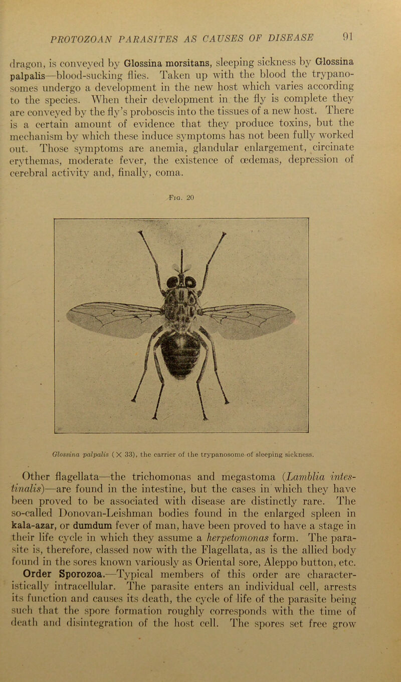 dragon, is conveyed by Glossina morsitans, sleeping sickness by Glossina palpalis—blood-sncking flies. Taken up with the blood the trypano- somes undergo a development in the new host which varies according to the species. When their development in the fly is complete they are conveyed by the fly’s proboscis into the tissues of a new host. There is a certain amount of evidence that they produce toxins, but the mechanism by which these induce symptoms has not been fullj^ worked out. Those symptoms are anemia, glandular enlargement, circinate erythemas, moderate fever, the existence of oedemas, depression of cerebral activity and, finally, coma. Fig. 20 Glossina palpalis (X 33), the carrier of the trypanosome of sleeping sickness. Other flagellata—the trichomonas and megastoma {Lamblia intes- tincilis)—are found in the intestine, but the cases in which they have been proved to be associated with disease are distinctly rare. The so-called Donovan-Leishman bodies found in the enlarged spleen in kala-azar, or dumdum fever of man, have been proved to have a stage in their life cycle in which they assume a herpetomonas form. The para- site is, therefore, classed now with the Flagellata, as is the allied body found in the sores known variously as Oriental sore, Aleppo button, etc. Order Sporozoa.—Typical members of this order are character- istically intracellular. The parasite enters an individual cell, arrests its function and causes its death, the cycle of life of the parasite being sucli that the spore formation roughly corresponds with the time of death and disintegration of the host cell. Tlie spores set free grow