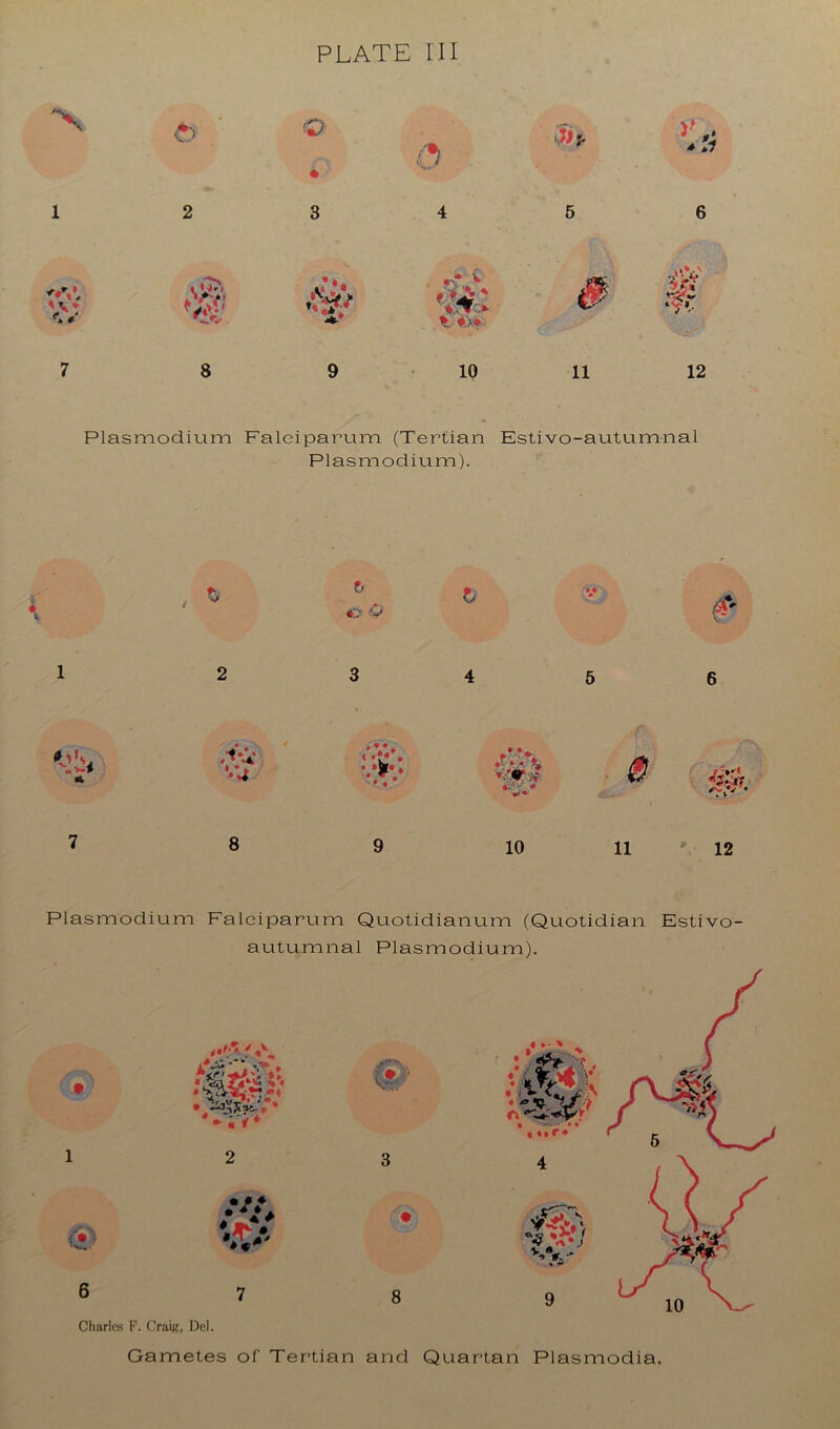 X <?) ij)?. • 1 2 3 4 6 6 \ 0 tip’. j*.* ••T ^ # is- 7 8 9 10 11 12 Plasmodium Falciparum (Tertian Estivo-autumnal Plasmodium). t % *:;• V h 1 2 3 4 6 6 •4 »•?* 0 • V* 7 8 9 10 11 12 Plasmodium Falciparum Quotidianum (Quotidian Estivo- autumnal Plasmodium). 1 6 Charles F. Craig, Del. Gametes of Tertian and Quartan Plasmodia. 10