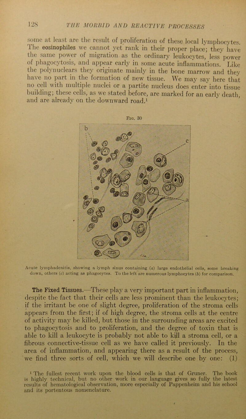 sonic at least arc the result of jiroliferatioii of these local lyinphocytes. I'he eosinophiles we cannot yet rank in their proper place; they have tlie same power of migration as the ordinary leukocytes, less power of phagocytosis, and appear early in some acute inflammations. Like the polynucleiys they originate mainly in the bone marrow and they have no part in the formation of new tissue. We may say here that no cell with multiple nuclei or a partite nucleus does enter into tissue building; these cells, as we stated before, are marked for an early death, and are already on the downward road.^ Fig. 30 Acute lymphadenitis, showing a lymph sinus containing (a) large endothelial cells, some breaking down, others (c) acting as phagocytes. To the left are numerous lymphocytes (b) for comparison. The Fixed Tissues.—These play a very important part in inflammation, despite the fact that their cells are less prominent than the leukocytes; if the irritant be one of slight degree, proliferation of the stroma cells appears from the first; if of high degree, the stroma cells at the centre of activity may be killed, but those in the surrounding areas are excited to phagocytosis and to proliferation, and the degree of toxin that is able to kill a leukocyte is probably not able to kijll a stroma cell, or a fibrous connective-tissue cell as we have called it previously. In the area of inflammation, and appearing there as a result of the process, we find three sorts of cell, which we will describe one by one: (1) ^ The fullest recent work upon the blood cells is that of Gruner. The book is highly technical, but no other work in our language gives so fully the latest results of hematological observation, more especially of Pappenheim and his school and its portentous nomenclature.