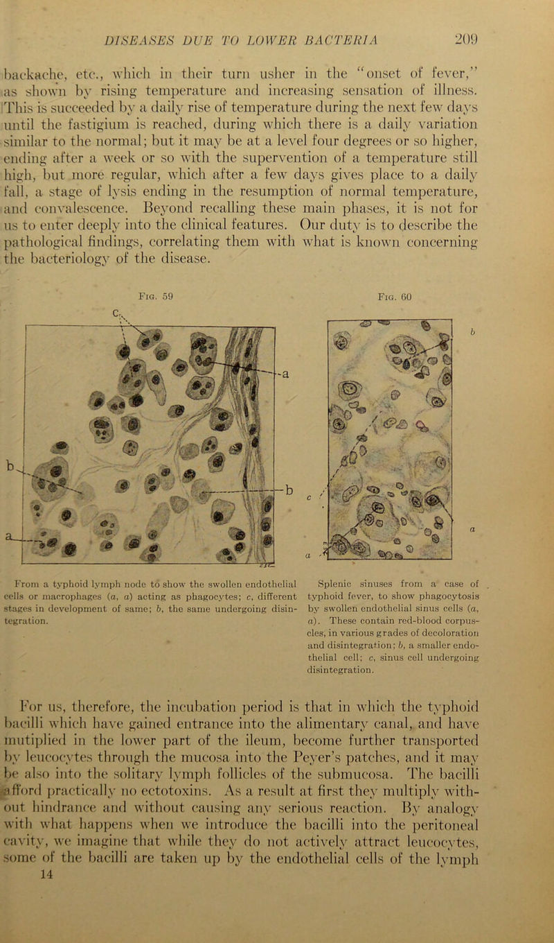 backache, etc., -which in their turn uslier in the ‘^)iiset of fever,” as shown by rising temperature and increasing sensation of illness. This is succeeded by a daily rise of temperature during the next few days until the fastiginm is reached, during which there is a daily variation similar to the normal; but it may be at a level four degrees or so higher, ending after a week or so with the supervention of a temperature still high, but more regular, which after a few days gives place to a daily fall, a stage of lysis ending in the resumption of normal temperature, and convalescence. Beyond recalling these main phases, it is not for us to enter deeply into the clinical features. Our duty is to describe the pathological findings, correlating them with what is known concerning the bacteriology^ of the disease. Fig. 59 Fig. GO From a typhoid lymph node to show the swollen endothelial Splenic sinuses from a ca.se of . cells or macrophages (a, a) acting as phagocytes; c, different typhoid fcv'er, to show phagocytosis stages in development of same; h, the same undergoing disin- by swollen endothelial sinus cells (a, tegration. a). These contain red-blood corpus- cles, in various grades of decoloration and disintegration; h, a smaller endo- thelial cell; c, sinus cell undergoing di.sintegration. For us, therefore, the incubation period is that in which the typhoid bacilli which have gained entrance into the alimentary' canal, and have mutiplied in the lower part of the ileum, become further transported by leucocytes through the mucosa into the Peyser’s patches, and it may be also into the solitary' ly'mph follicles of the snbmncosa. The bacilli fiord practically no ectotoxins. As a result at first they' multiply' with- out hindrance and without causing any serious reaction. By analogy with what happens when we introduce the bacilli into the j)eritoneal cavity, we imagine that while they do not actively attract leucocy'tes, .some of the bacilli are taken up by the endothelial cells of the ly'inph 14