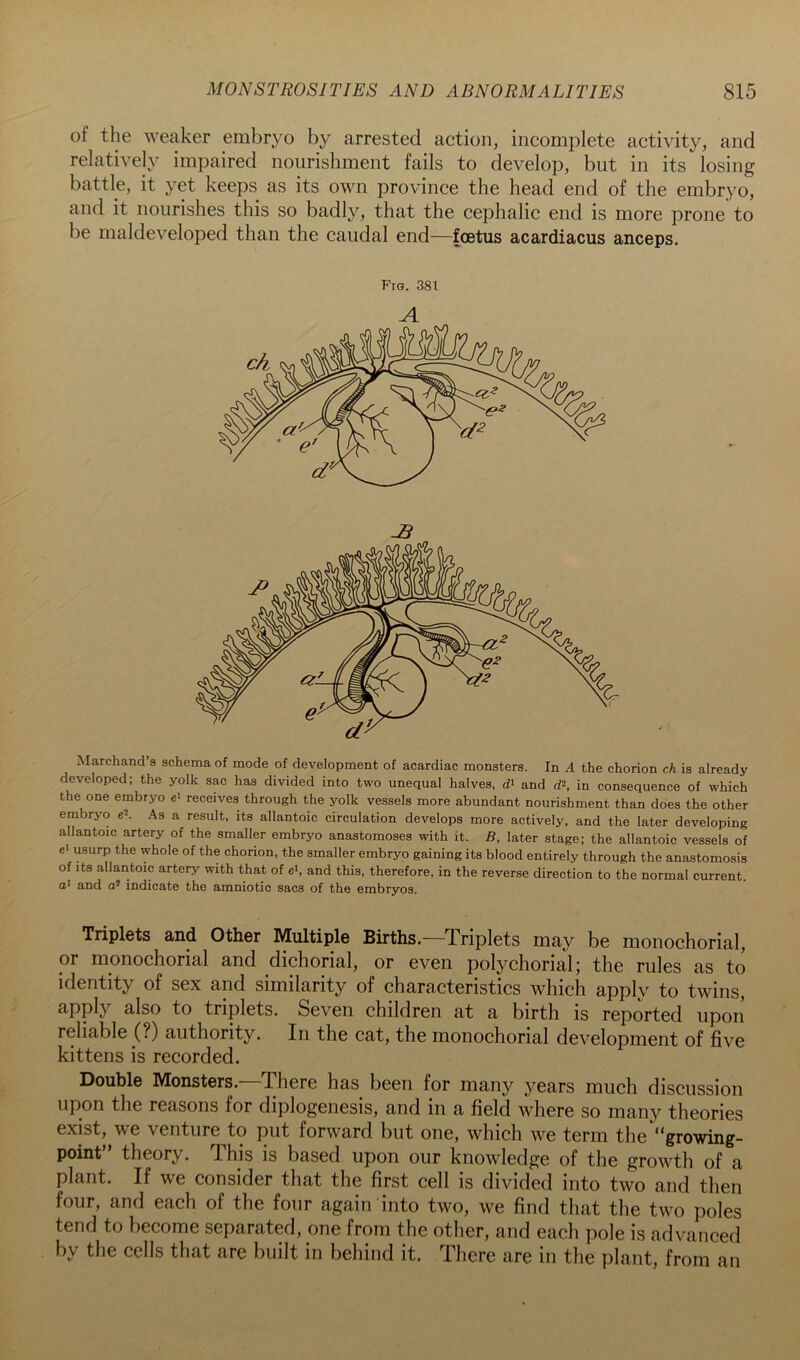 of the weaker embryo by arrested action, incomplete activity, and relatively impaired nourishment fails to develop, but in its losing battle, it yet keeps as its own province the head end of the embryo, and it nourishes this so badly, that the cephalic end is more prone to be maldeveloped than the caudal end—foetus acardiacus anceps. Marchand’s schema of mode of development of acardiac monsters. In A the chorion ch is already developed; the yolk sac has divided into two unequal halves, and (P, in consequence of which the one embryo e'- receives through the yolk vessels more abundant nourishment than does the other embryo e^. As a result, its allantoic circulation develops more actively, and the later developing allantoic artery of the smaller embryo anastomoses with it. B, later stage; the allantoic vessels of el usurp the whole of the chorion, the smaller embryo gaining its blood entirely through the anastomosis of Its allantoic artery with that of eh and this, therefore, in the reverse direction to the normal current, o* and o* indicate the amniotic sacs of the embryos. Triplets and Other Multiple Births.—Triplets may be monochorial, or monochorial and dichorial, or even polychorial; the rules as to identity of sex and similarity of characteristics which apply to twins, apply also to triplets. Seven children at a birth is reported upon reliable (?) authority. In the cat, the monochorial development of five kittens is recorded. Double Monsters. There has been for many years much discussion upon the reasons for diplogenesis, and in a field where so many theories exist, we venture to put forward but one, which we term the “growing- point” theory. This is based upon our knowledge of the growth of a plant. If we consider that the first cell is divided into two and then four, and each of the four again into two, we find that the two poles tend to become separated, one from the other, and each pole is advanced by the cells that are built in behind it. There are in the plant, from an Fig. 381 A