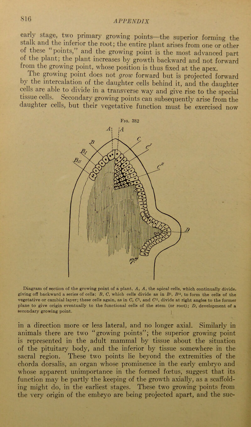 S16 APPENDIX early stage, two primary growing points—^the superior forming the stalk and^the inferior the root; the entire plant arises from one or other of these points, and the growing point is the most advanced part of the plant; the plant increases by growth backward and not forward from the growing point, whose position is thus fixed at the apex. Ihe growing point does not grow forward but is projected forward by the intercalation of the daughter cells behind it, and the daughter cells are able to divide in a transverse way and give rise to the special tissue cells. Secondary growing points can subsequently arise from the daughter cells, but their vegetative function must be exercised now Fiq. 382 Diagram of section of the growing point of a plant, A, A, the apical cells, which continually divide, giving off backward a series of cells; B, C, which cells divide as in B*, to form the cells of the vegetative or cambial layer; these cells again, as in C, C*, and divide at right angles to the former plane to give origin eventually to the functional cells of the stem (or root); D, development of a secondary growing point. i in a direction more or less lateral, and no longer axial. Similarly in animals there are two “growing points”; the superior growing point is represented in the adult mammal by tissue about the situation of the pituitary body, and the inferior by tissue somewhere in the sacral region. These two points lie beyond the extremities of the chorda dorsalis, an organ whose prominence in the early embryo and whose apparent unimportance in the formed foetus, suggest that its function may be partly the keeping of the growth axially, as a scaffold- ing might do, in the earliest stages. These two growing points from the very origin of the embryo are being projected apart, and the sue-