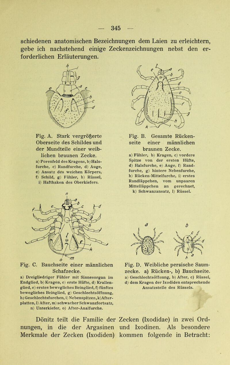 schiedenen anatomischen Bezeichnungen dem Laien zu erleichtern, gebe ich nachstehend einige Zeckenzeichnungen nebst den er- forderlichen Erläuterungen. Fig. A. Stark vergrößerte Oberseite des Schildes und der Mundteile einer weib- lichen braunen Zecke, a) Porenfeld des Kragens, b) Hals- furche, c) Randfurche, d) Auge, e) Ansatz des weichen Körpers, f) Schild, g) Fühler, h) Rüssel, i) Hafthaken des Oberkiefers. n Fig. C. Bauchseite einer männlichen Schafzecke. a) Dreigliedriger Fühler mit Sinnesorgan im Endglied, b) Kragen, c) erste Hüfte, d) Krallen- glied, e) erstes bewegliches Beinglied, f) fünftes bewegliches Beinglied, g) Geschlechtsöffnung, h) Geschlechtsfurchen, i) Nebenspitzen,^After- platten, 1) After, m) schwacher Schwanzfortsatz, n) Unterkiefer, o) After-Analfurche. Fig. B. Gesamte Rücken- seite einer männlichen braunen Zecke. a) Fühler, b) Kragen, c) vordere Spitze von der ersten Hüfte, d) Halsfurche, e) Auge, f) Rand- furche, g) hintere Nebenfurche, h) Rücken-Mittelfurche, i) erstes Randläppchen, vom unpaaren Mittelläppchen an gerechnet, k) Schwanzansatz, 1) Rüssel. 3 b Fig. D. Weibliche persische Saum- zecke. a) Rücken-, b) Bauchseite. a) Geschlechtsöffnung, b) After, c) Rüssel, d) dem Kragen der Ixodiden entsprechende Ansatzstelle des Rüssels. Dönitz teilt die Familie der Zecken (Ixodidae) in zwei Ord- nungen, in die der Argasinen und Ixodinen. Als besondere Merkmale der Zecken (Ixodiden) kommen folgende in Betracht: